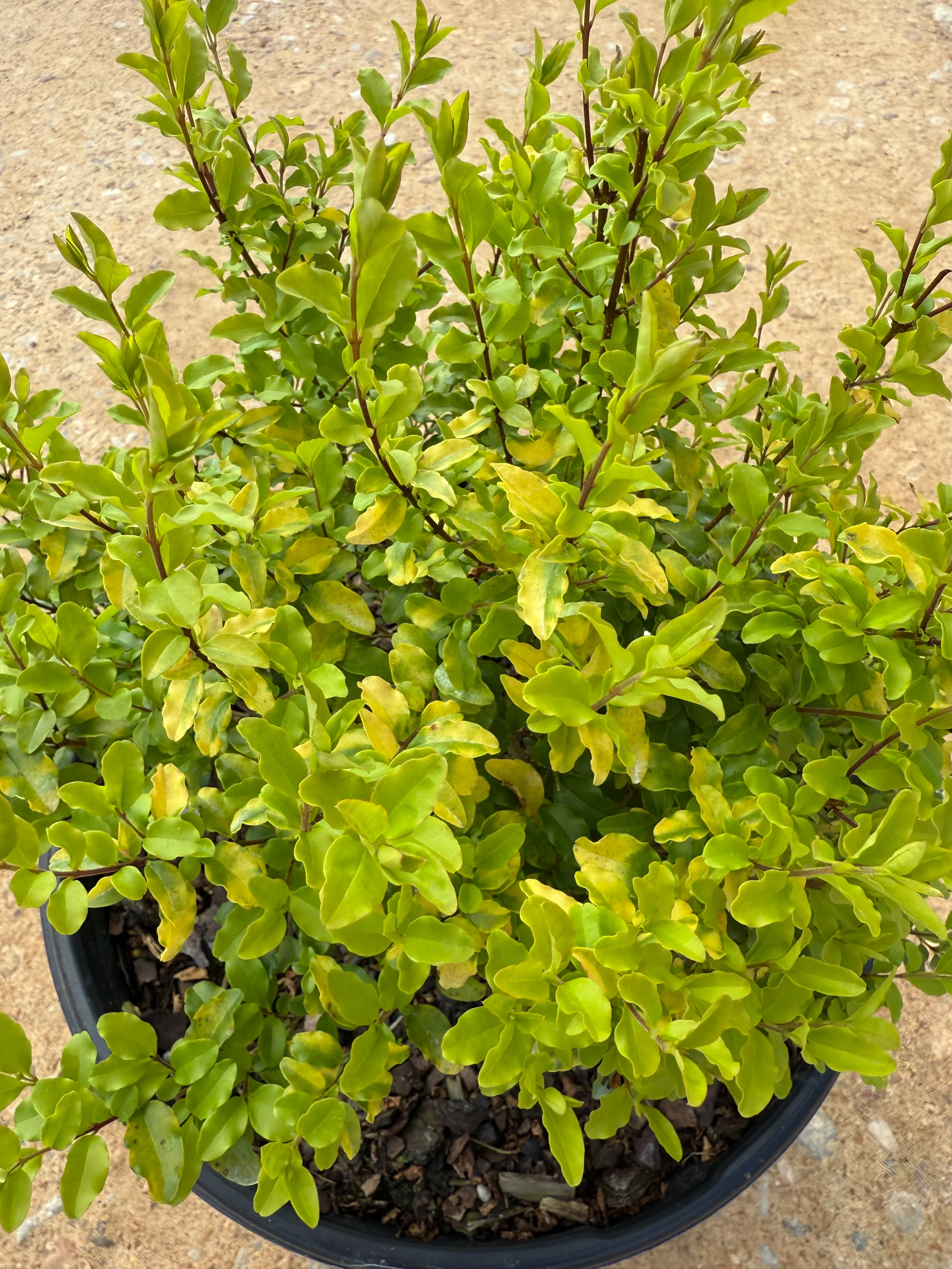Sunshine Ligustrum™ - Image 8