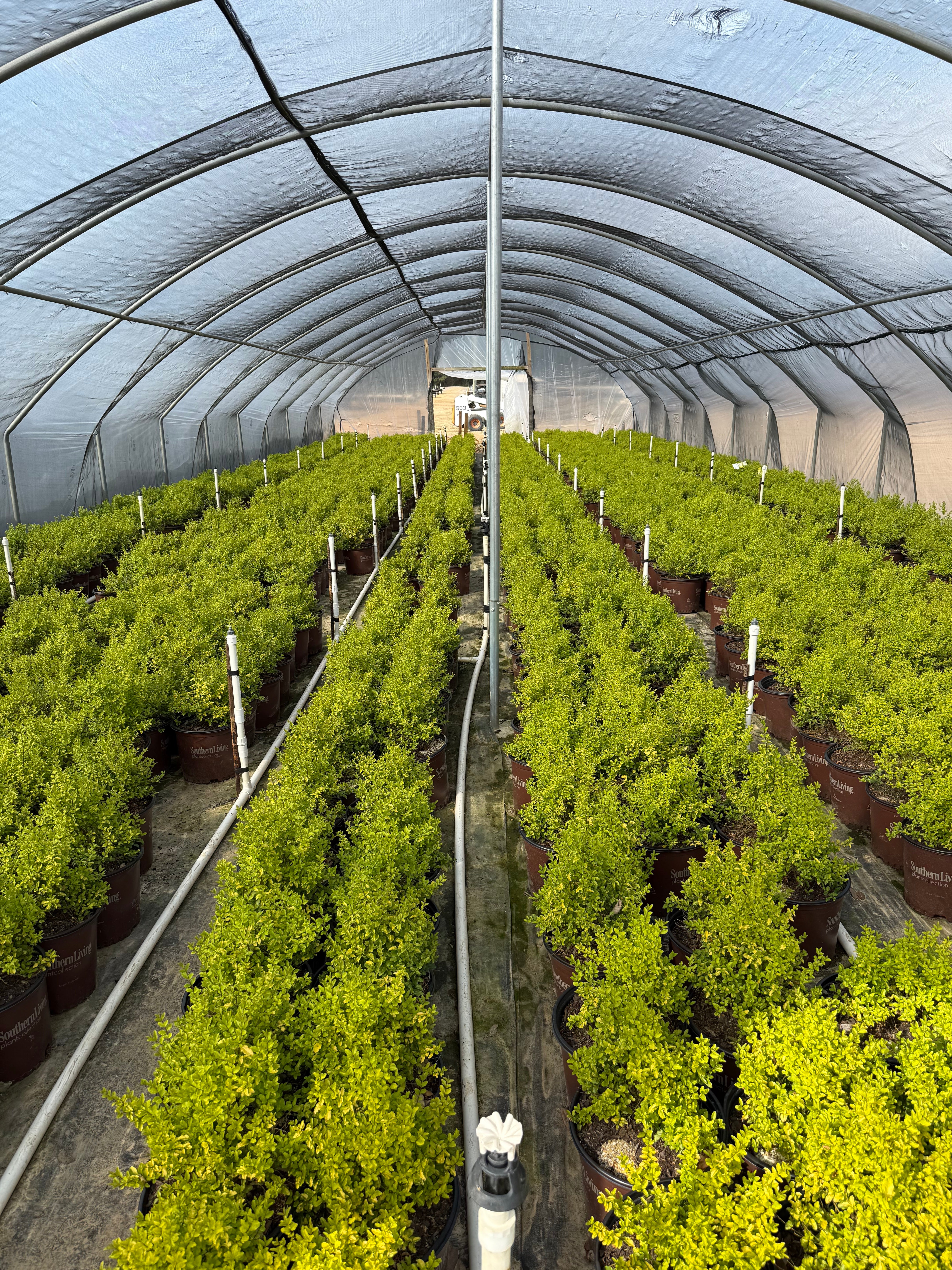 Sunshine Ligustrum™ - Image 9