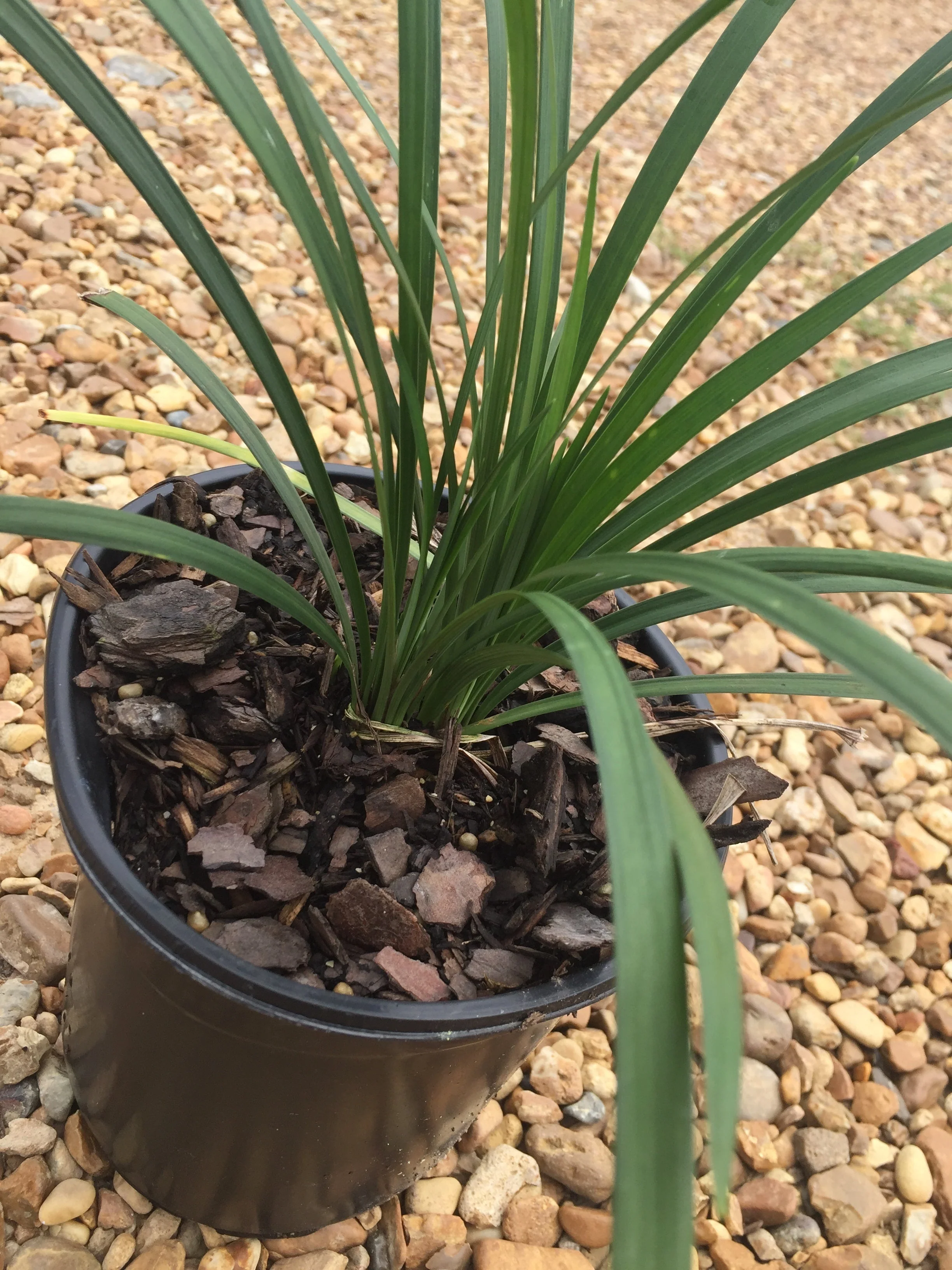 Super Blue Liriope - Image 10