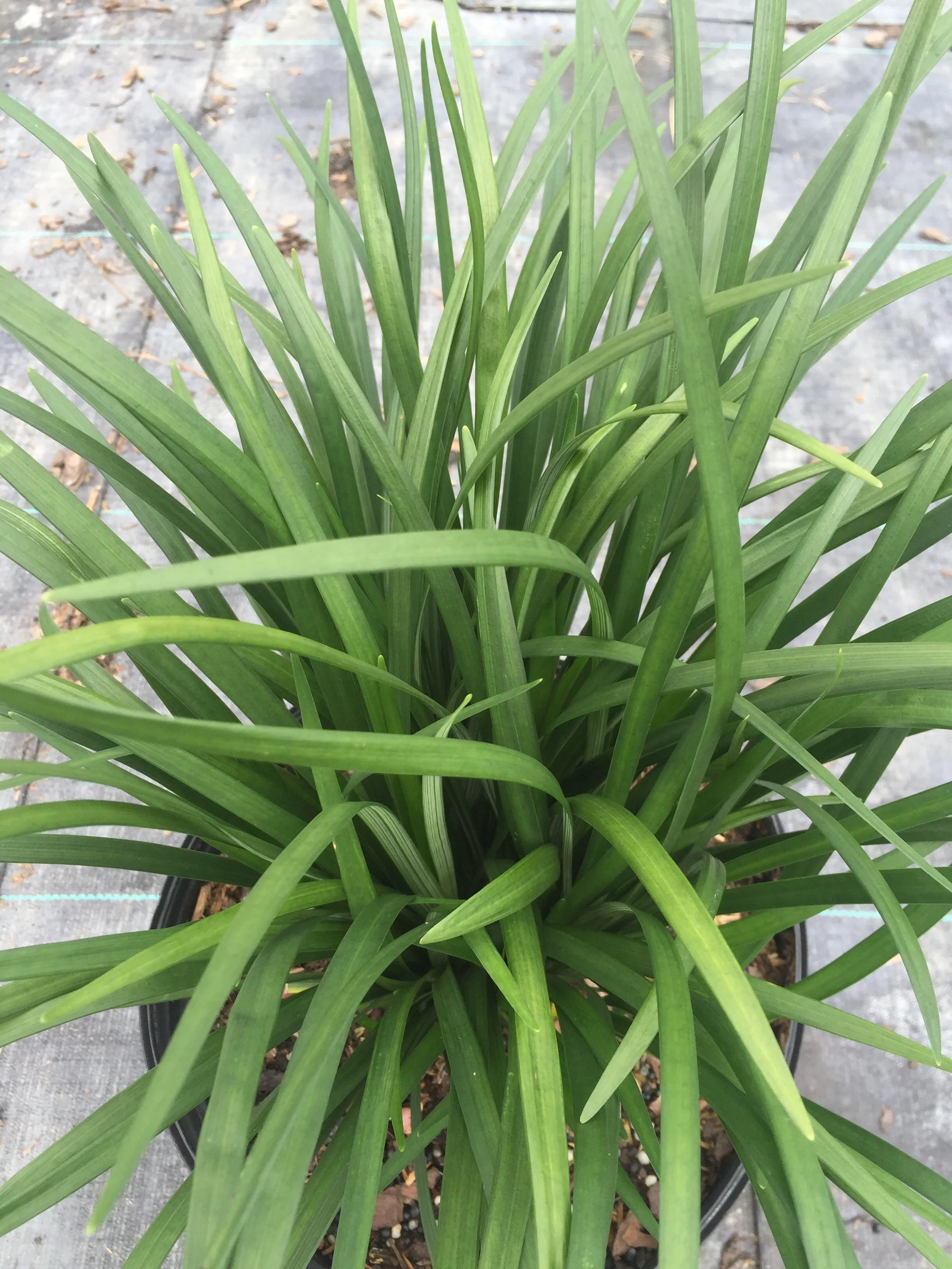 Super Blue Liriope - Image 11