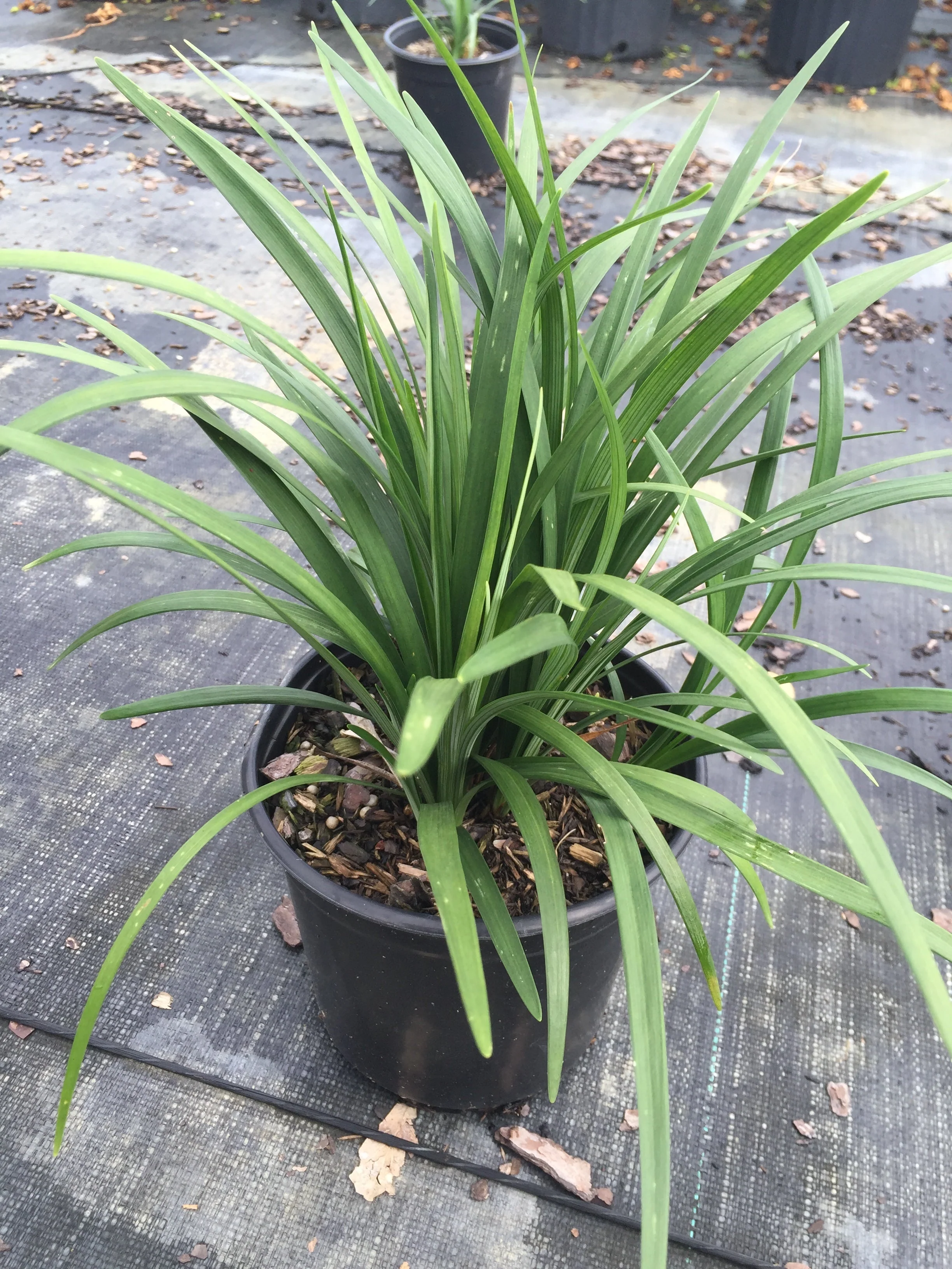 Super Blue Liriope - Image 12