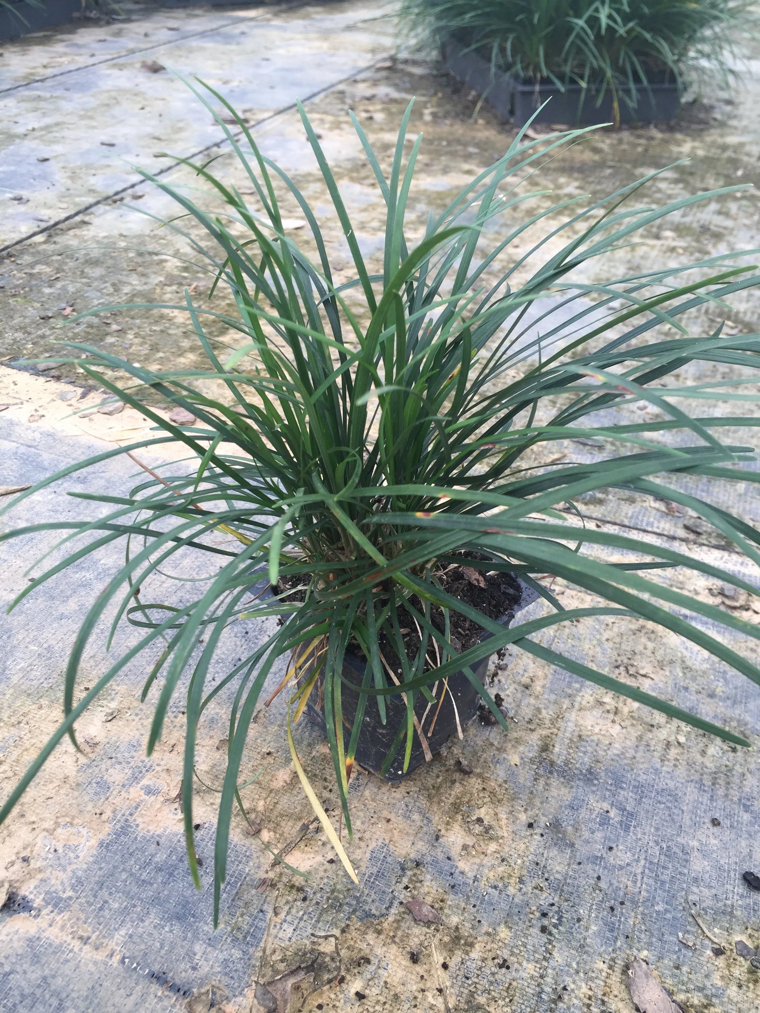 Super Blue Liriope - Image 13
