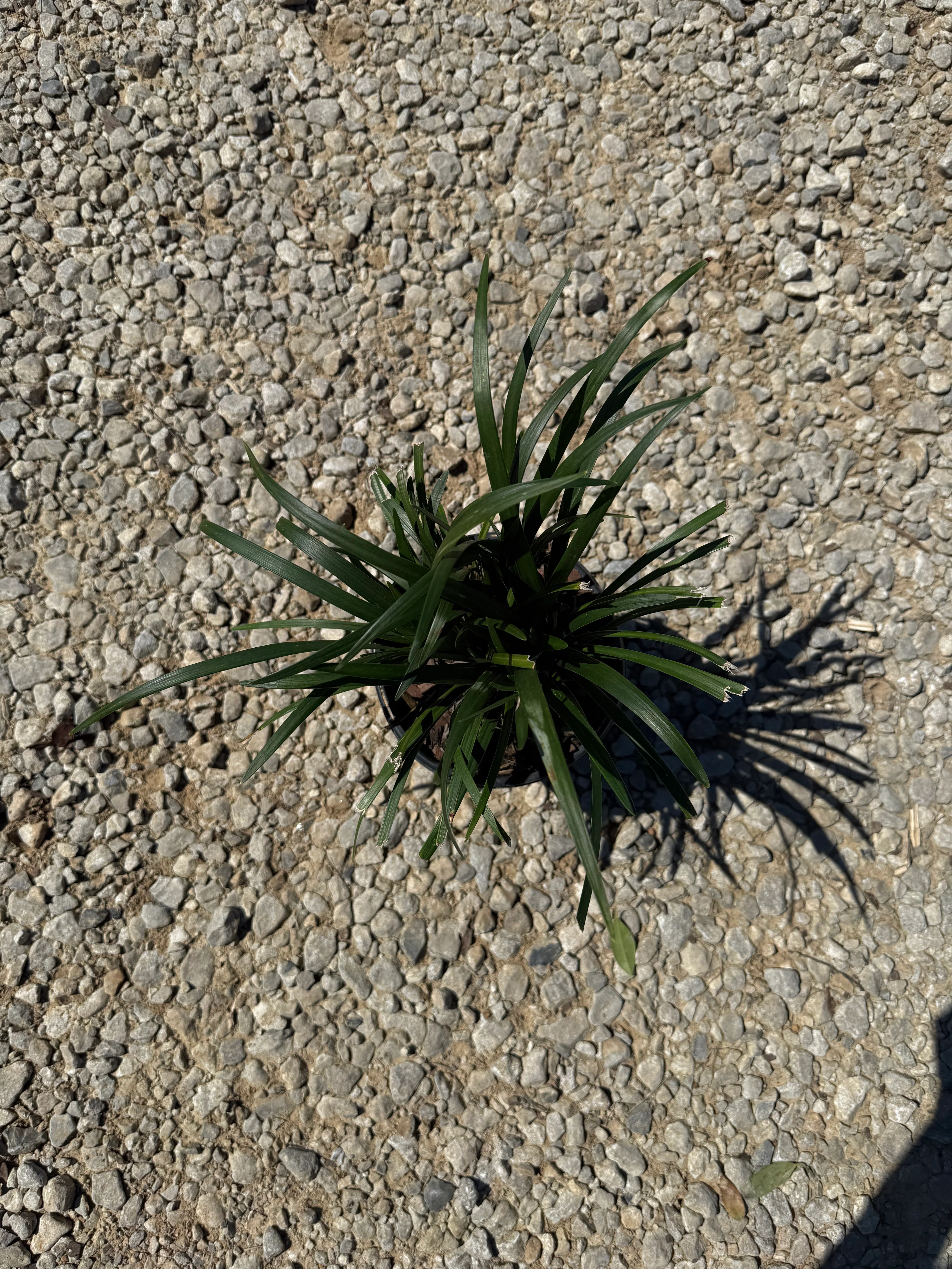 Super Blue Liriope - Image 14