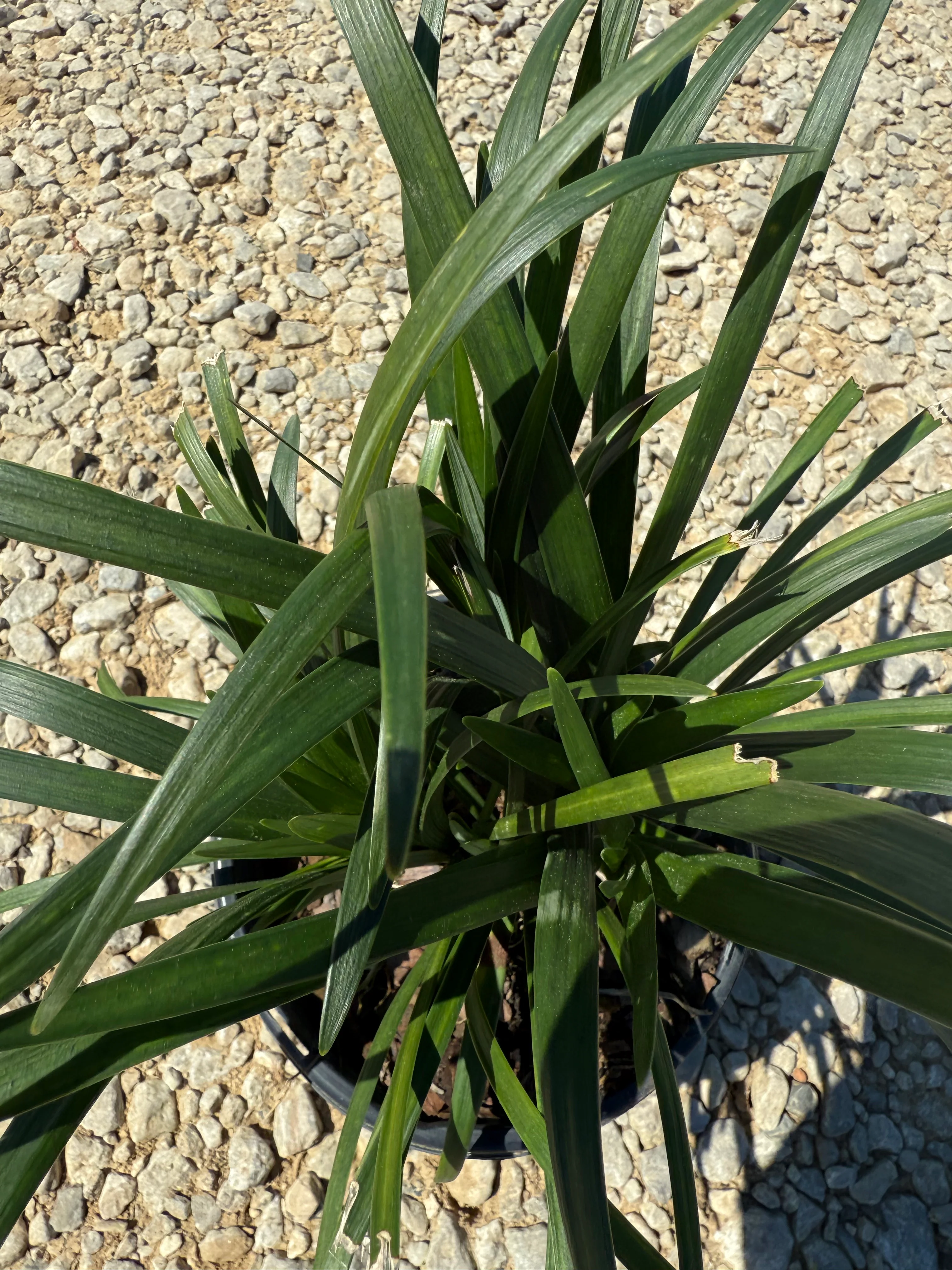 Super Blue Liriope - Image 15