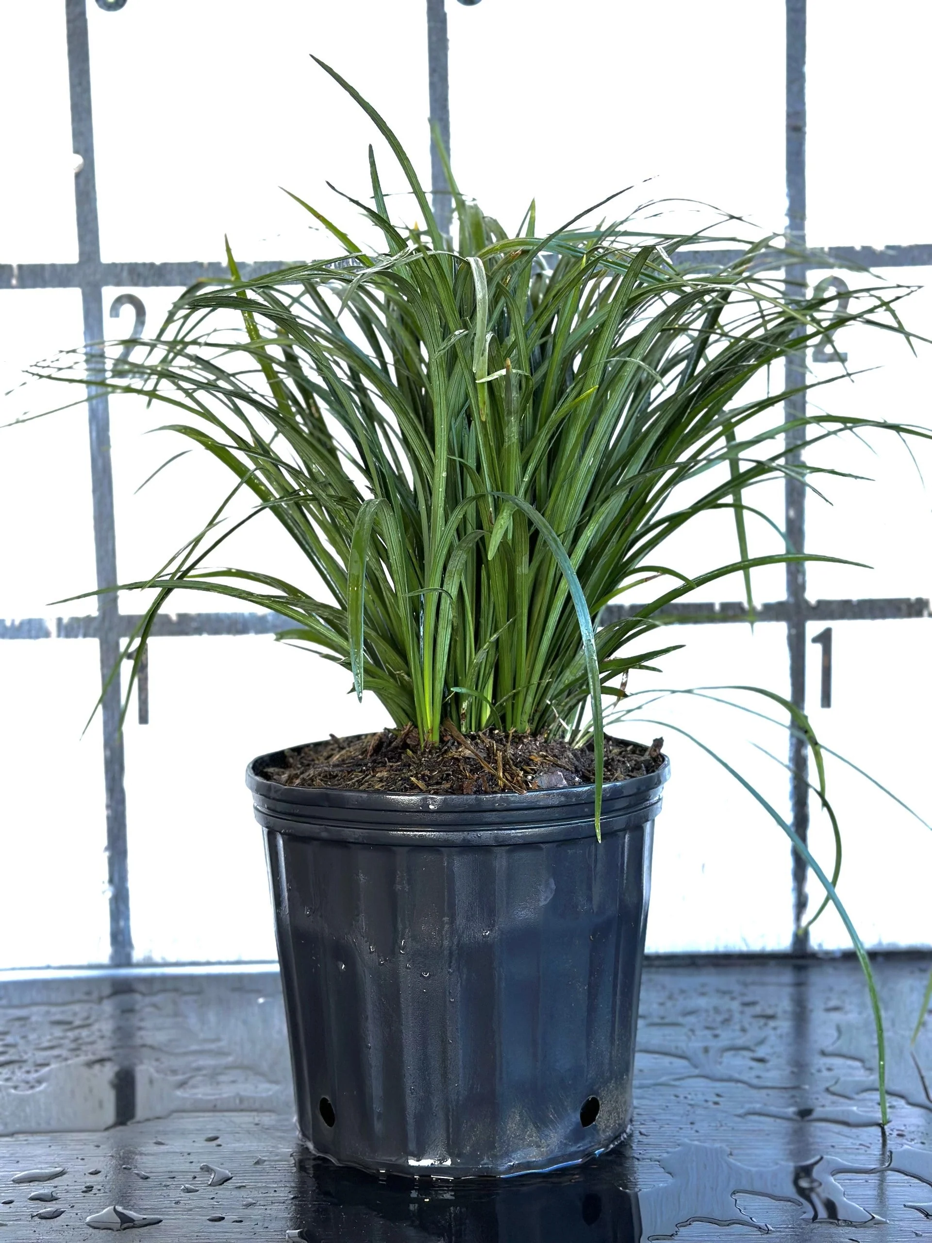 Super Blue Liriope - Image 3