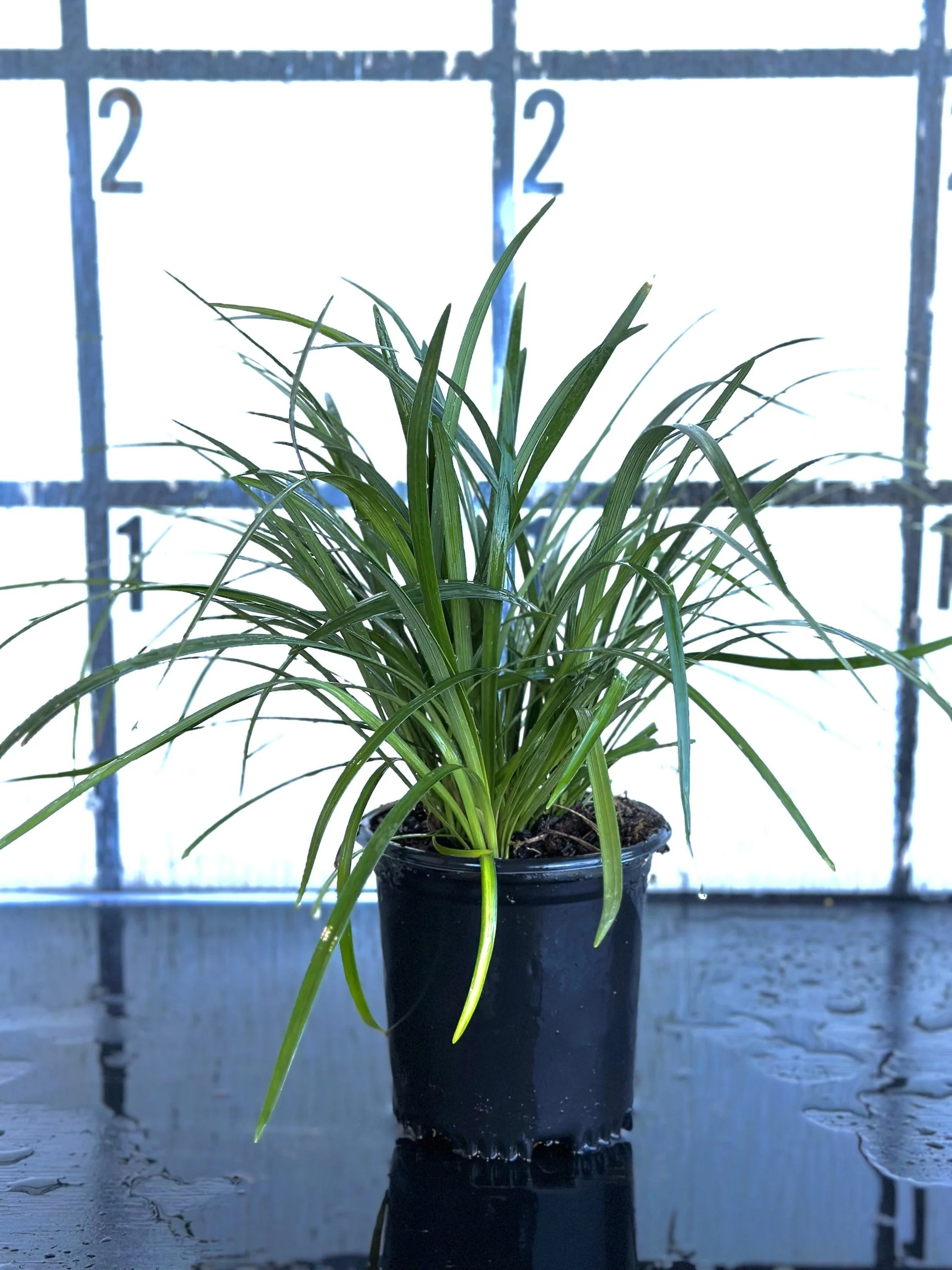 Super Blue Liriope - Image 4