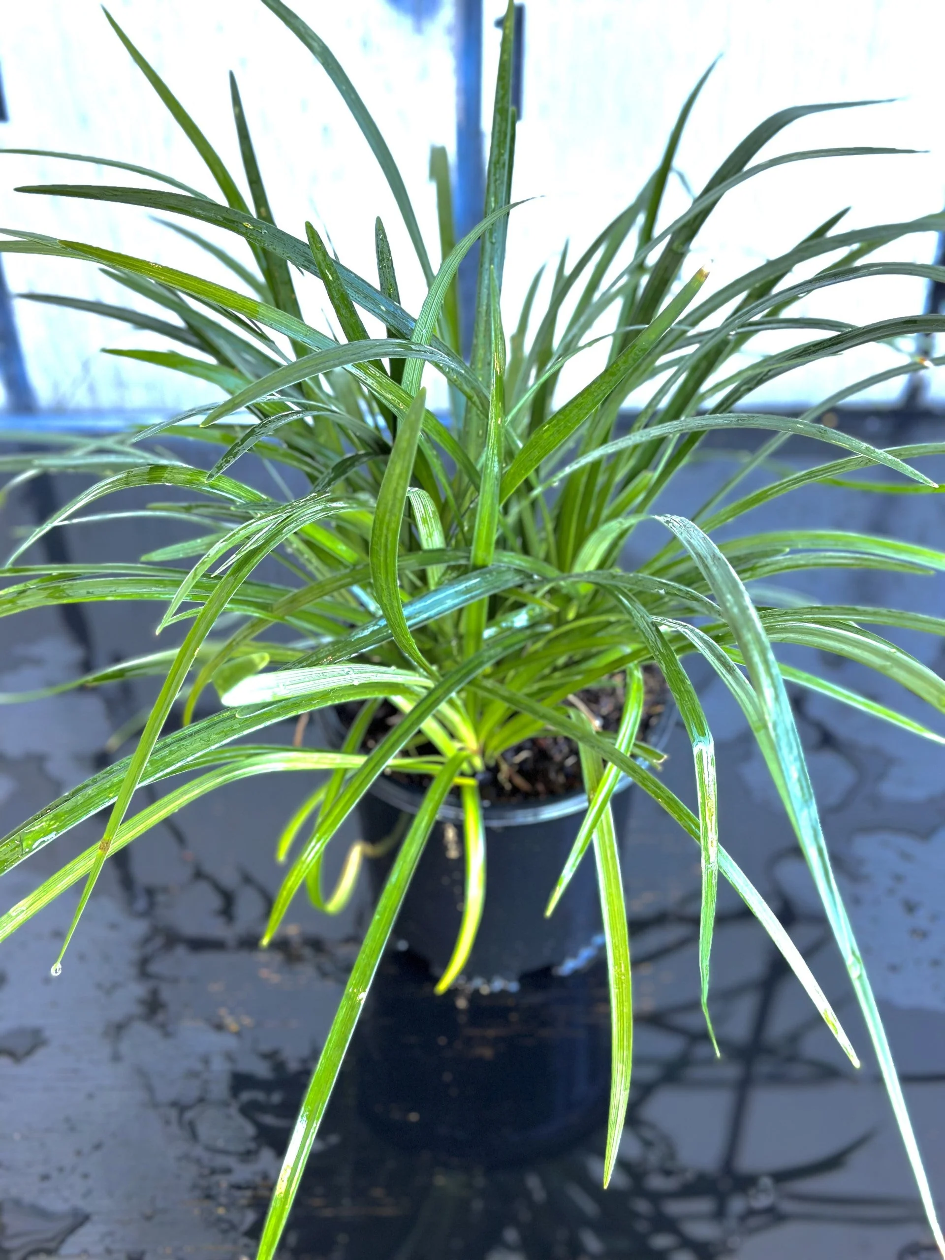 Super Blue Liriope - Image 5