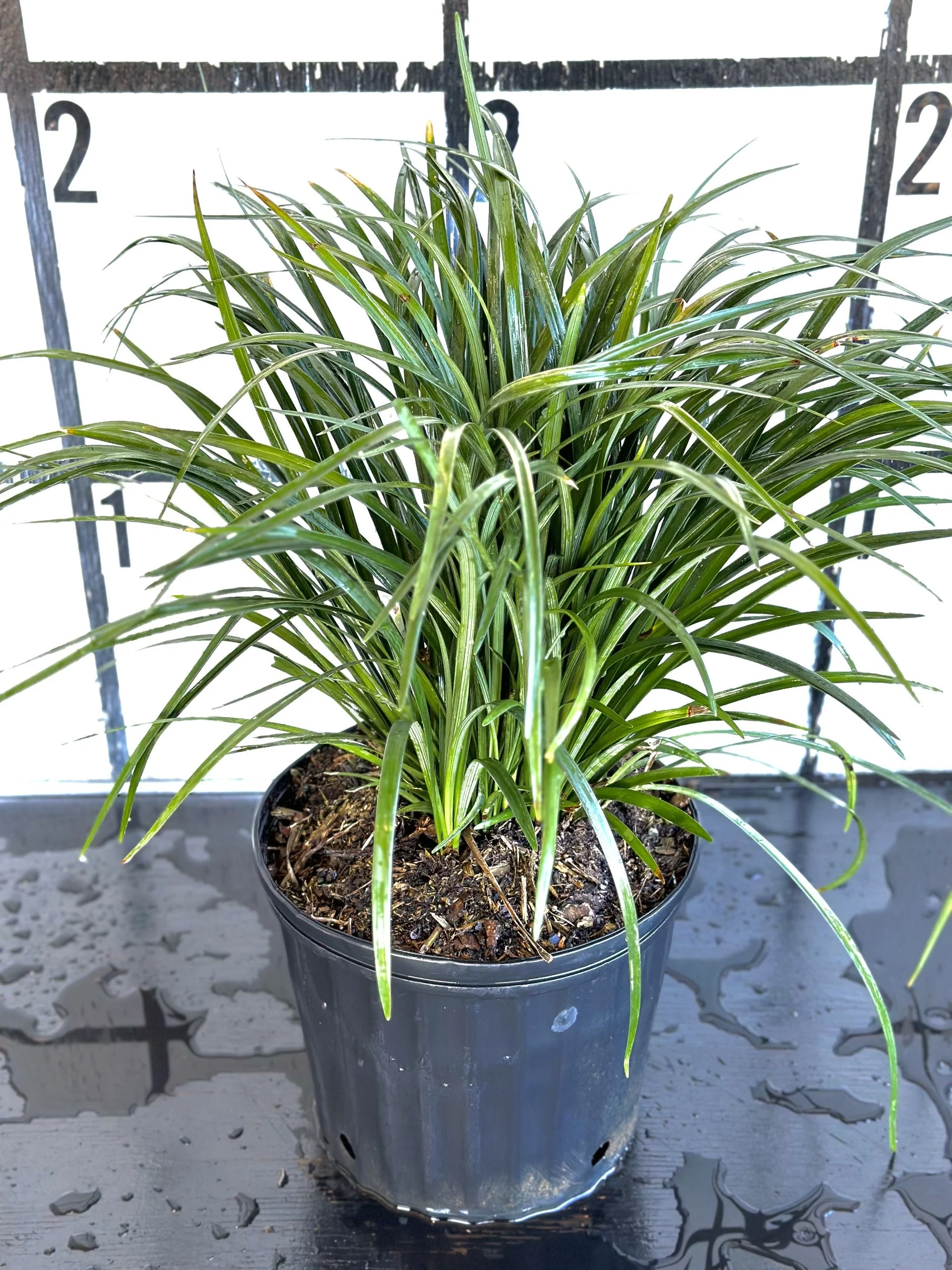 Super Blue Liriope - Image 6