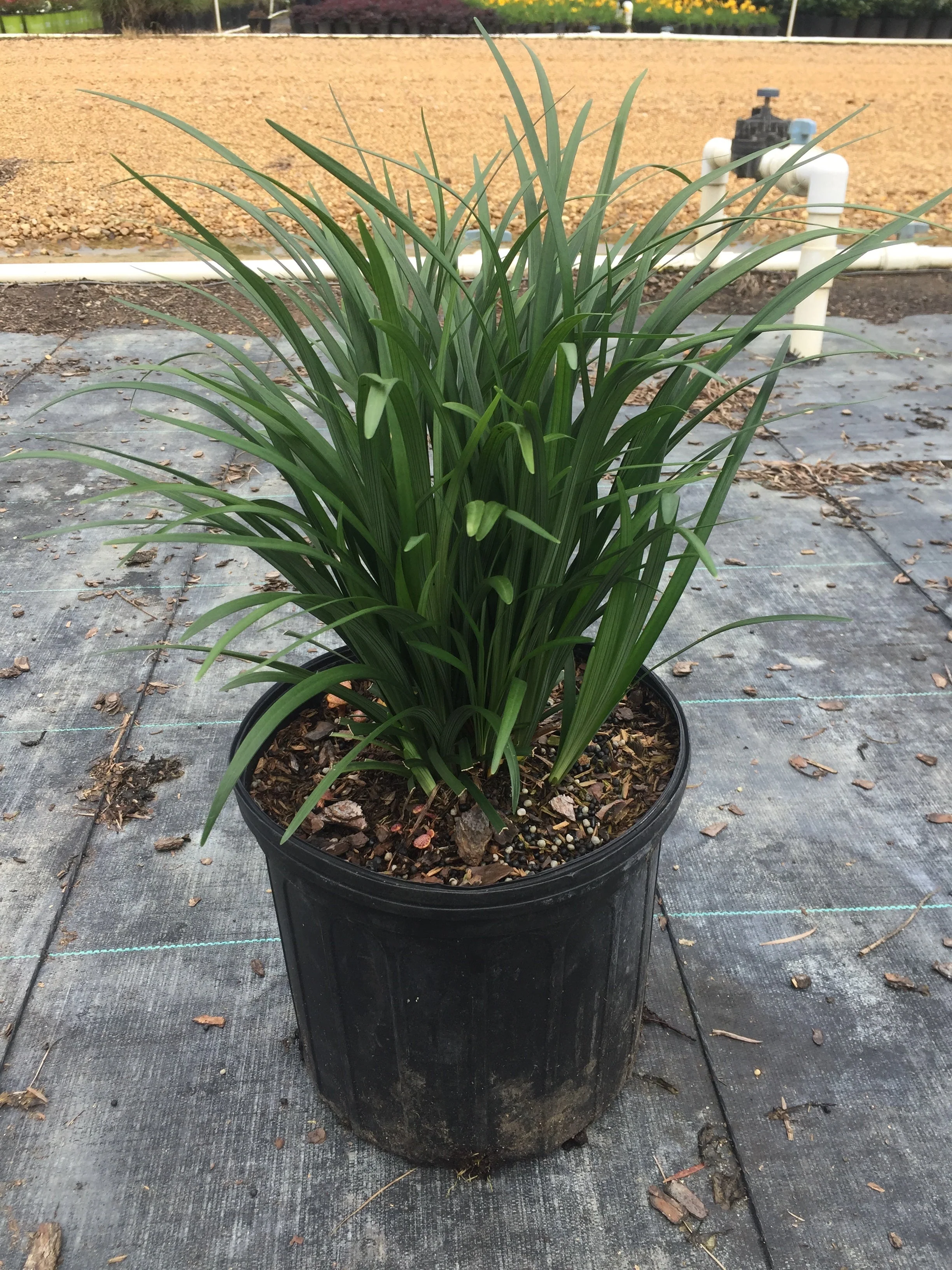 Super Blue Liriope - Image 7