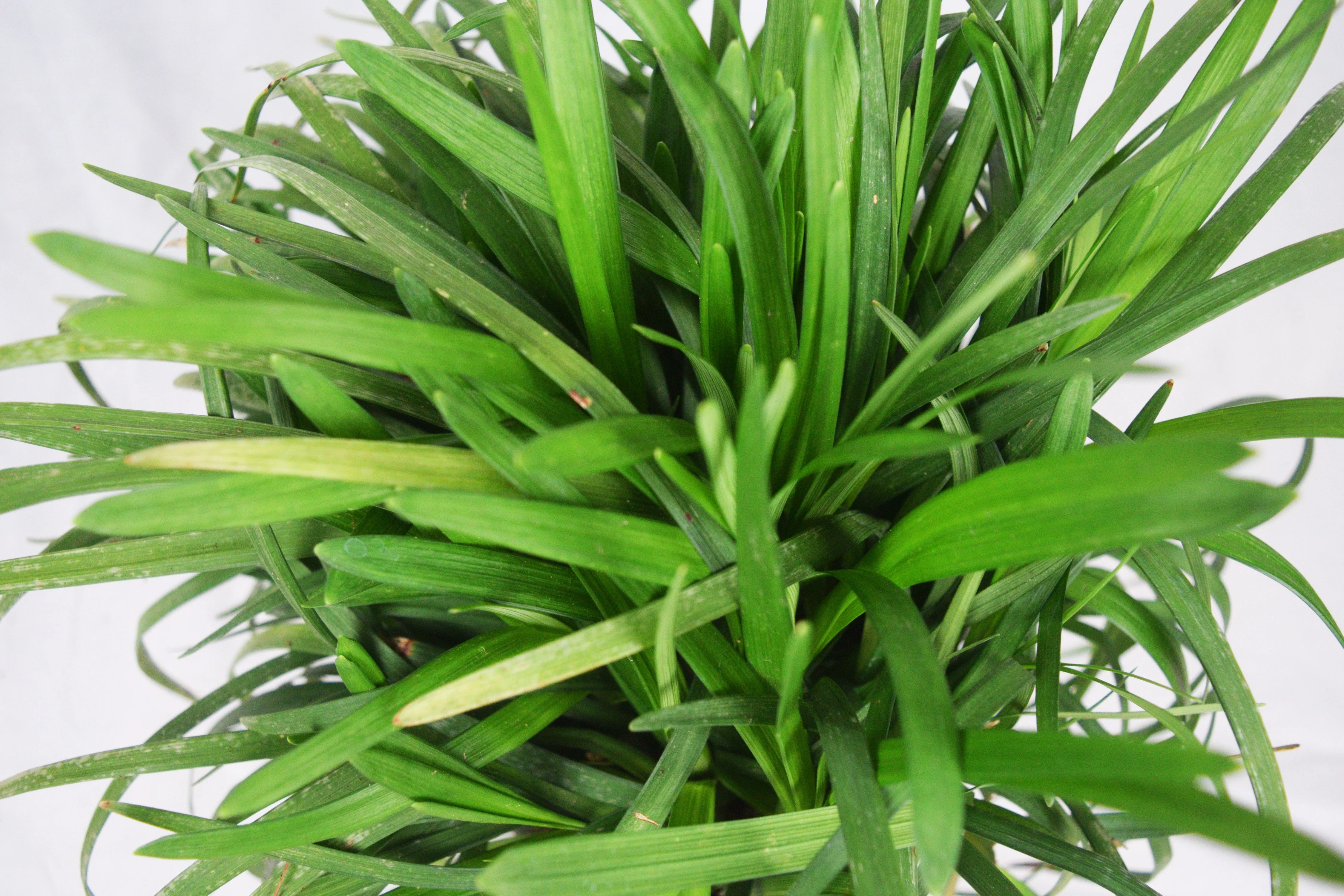 Super Blue Liriope - Image 8