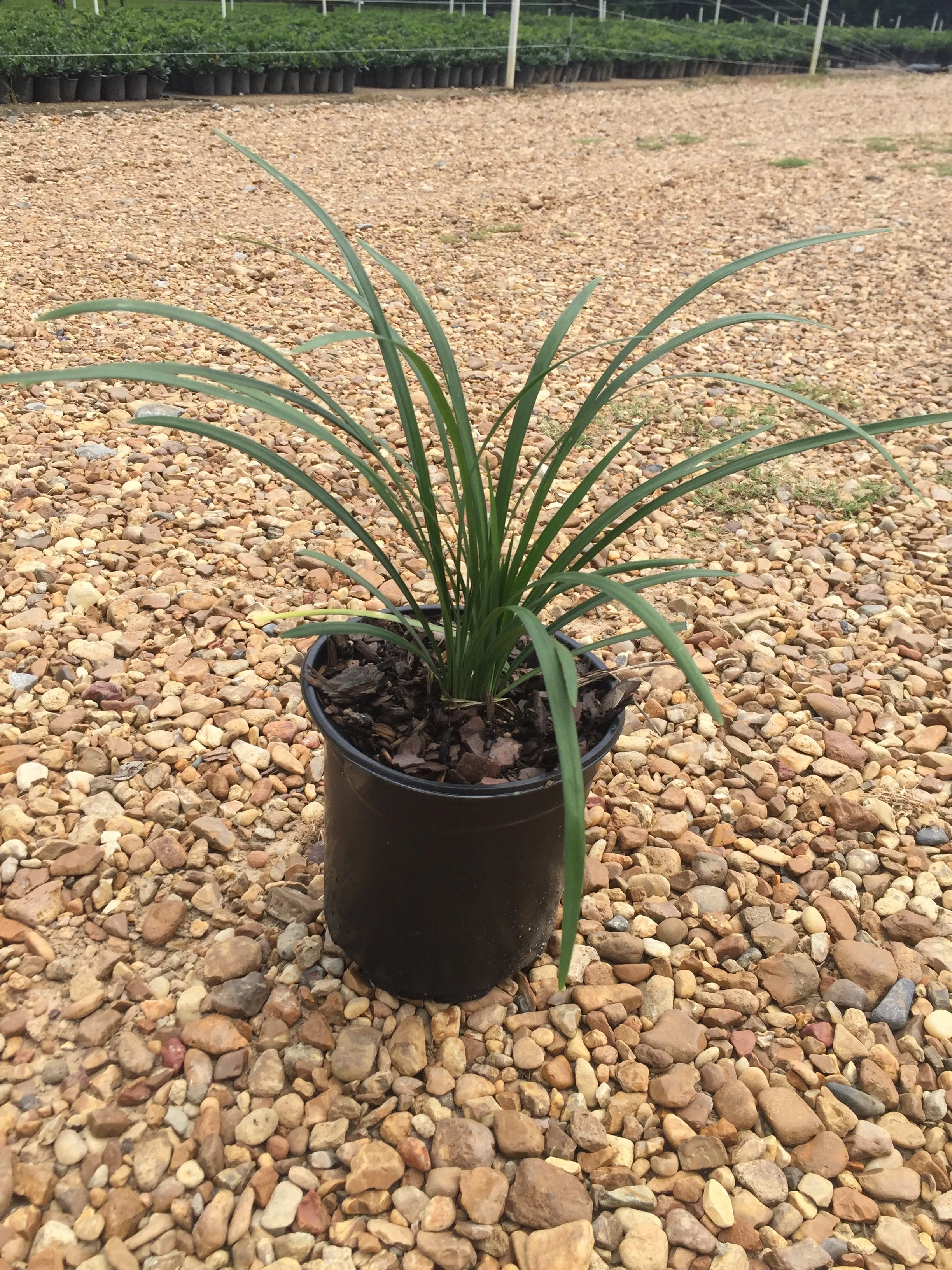 Super Blue Liriope - Image 9