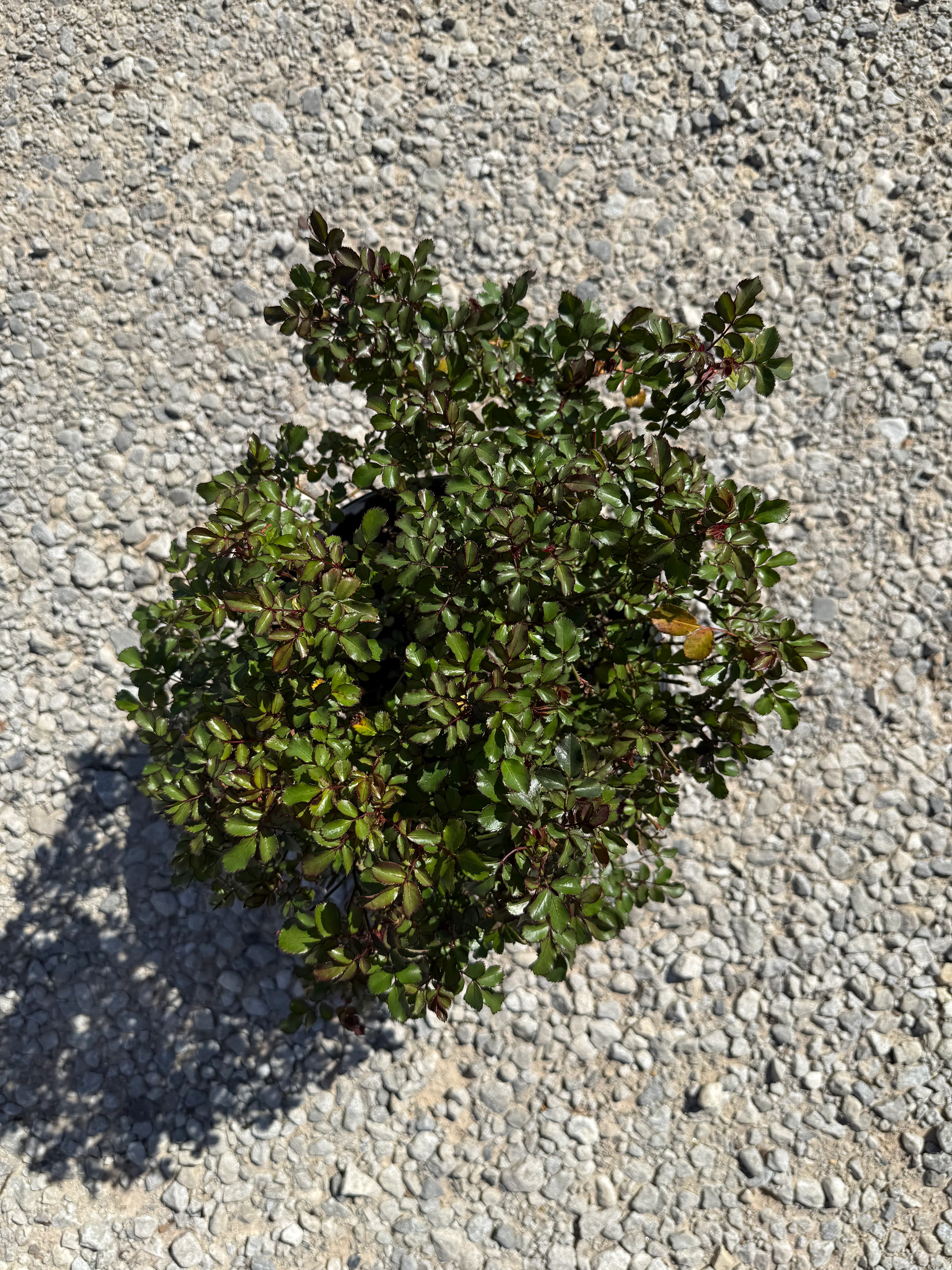 Sweet Drift Rose™ - Image 3