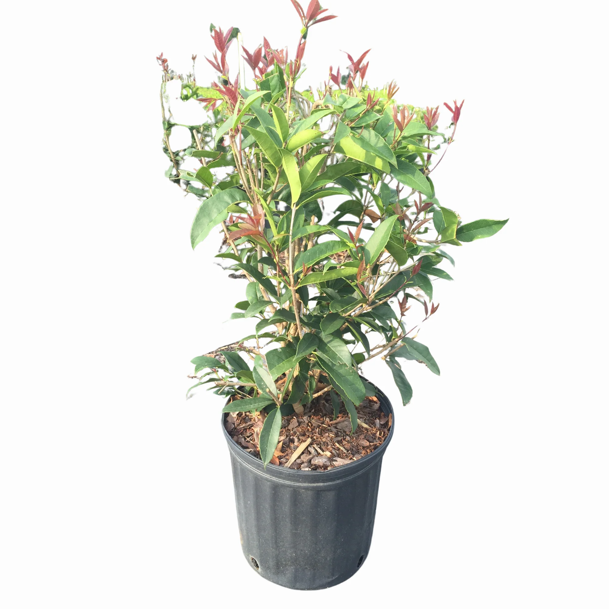 Sweet Olive Plant - Image 10