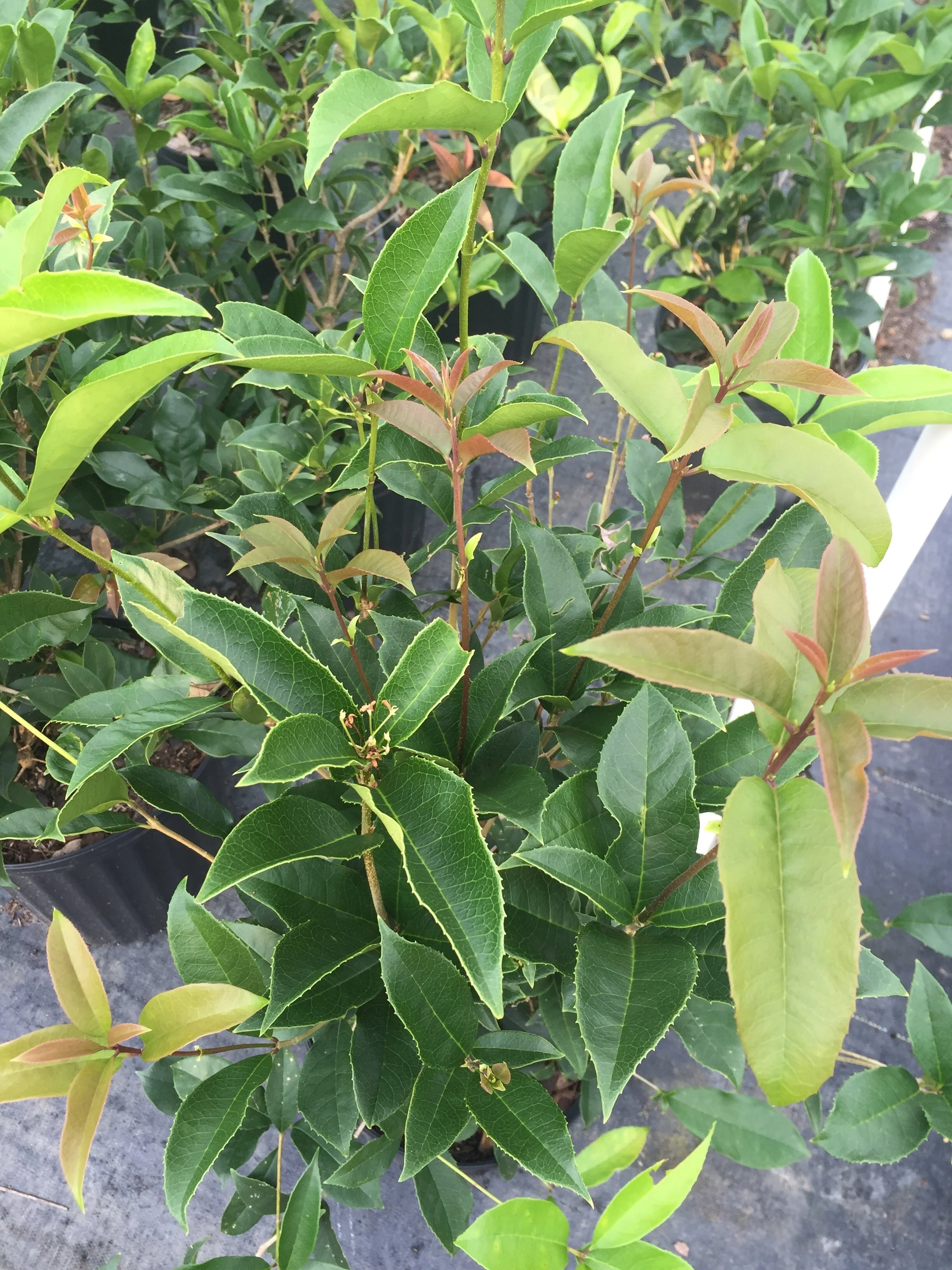 Sweet Olive Plant - Image 3