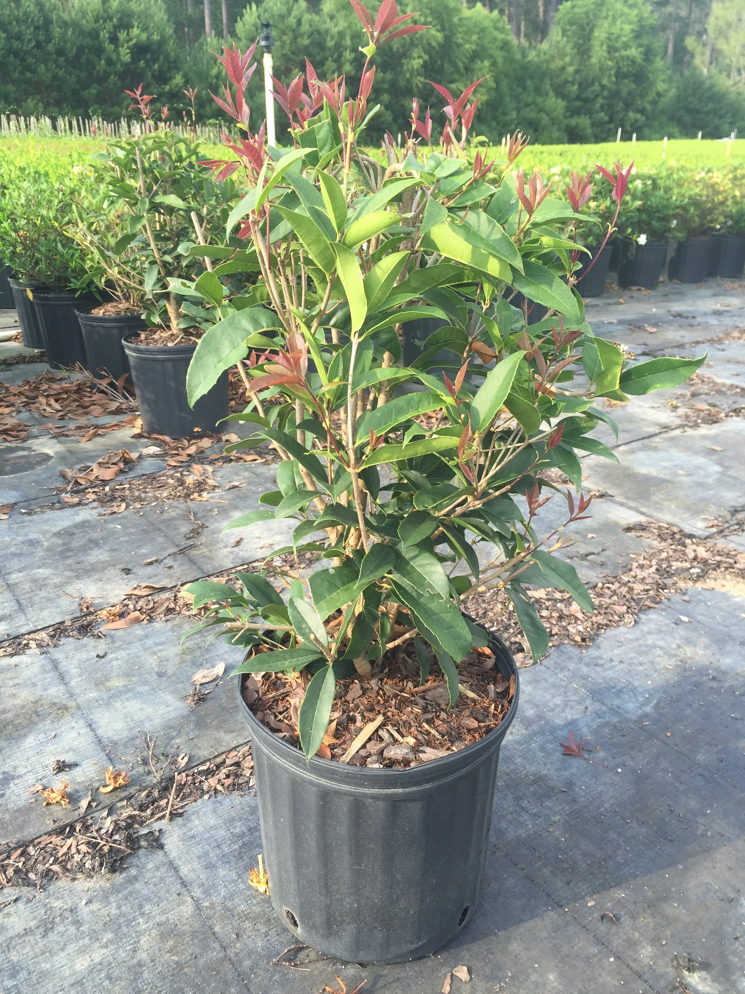 Sweet Olive Plant - Image 4