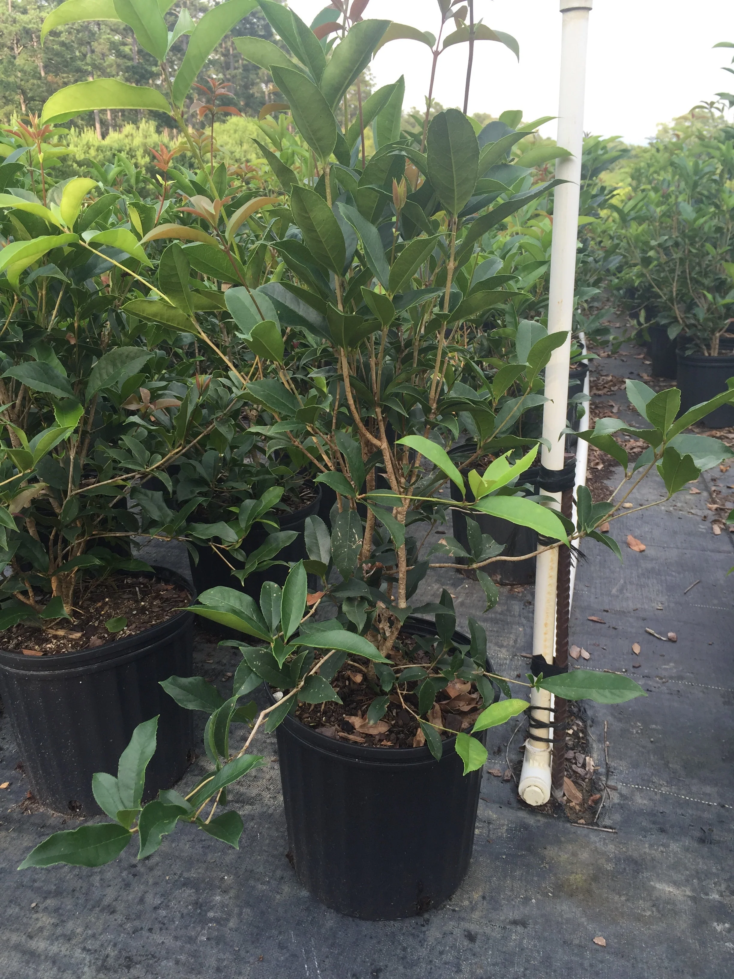Sweet Olive Plant - Image 5