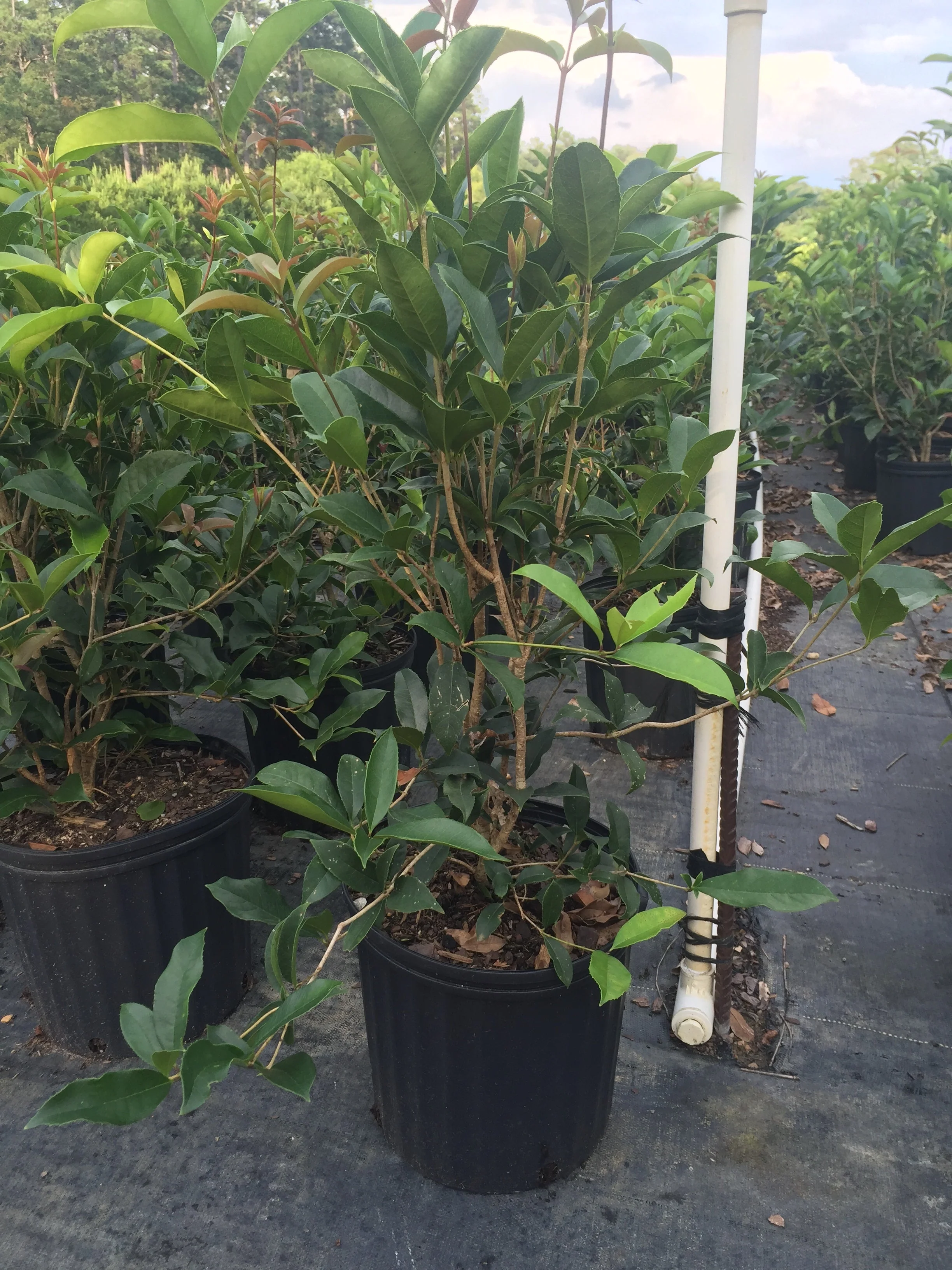 Sweet Olive Plant - Image 6