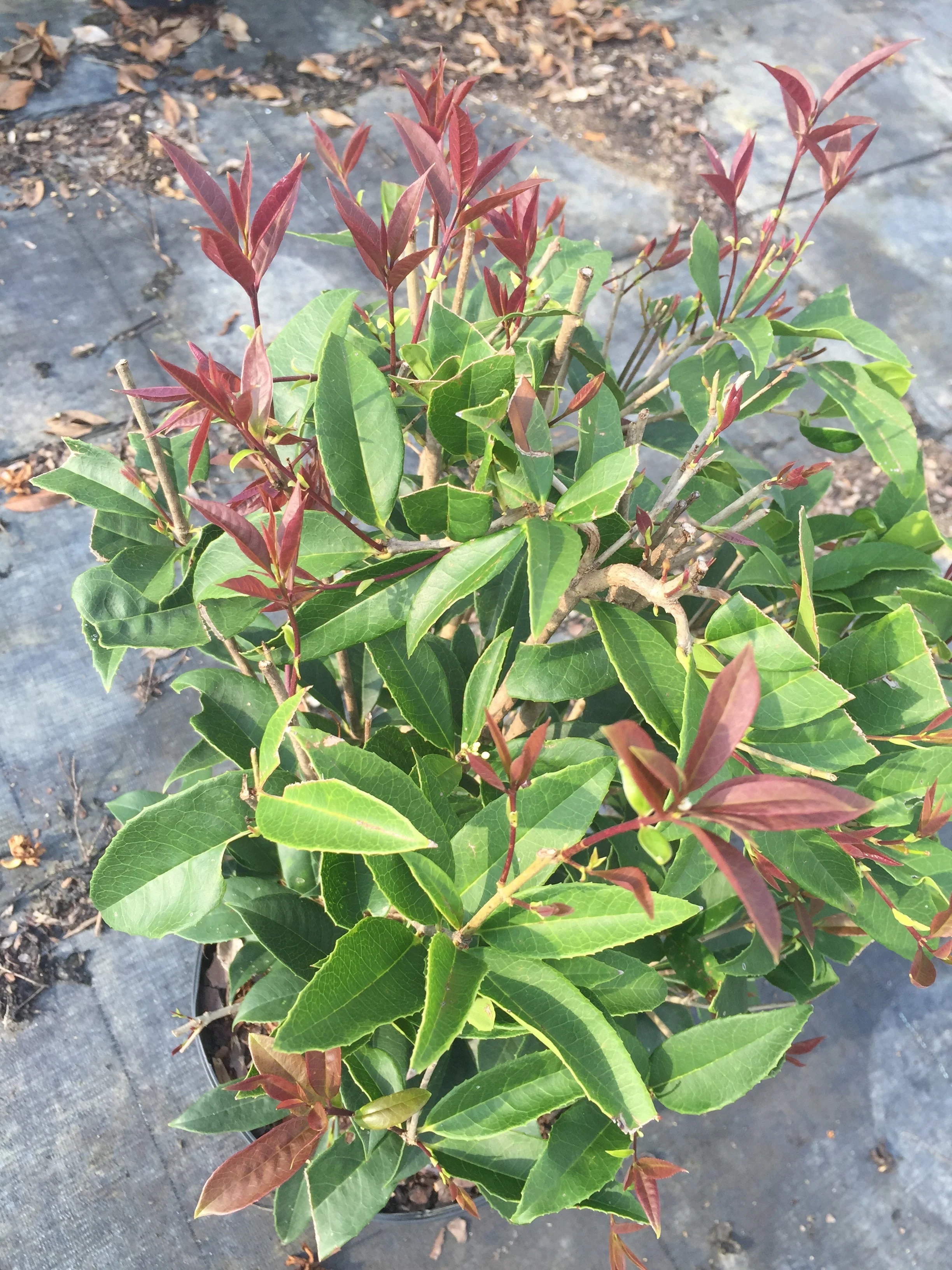 Sweet Olive Plant - Image 7
