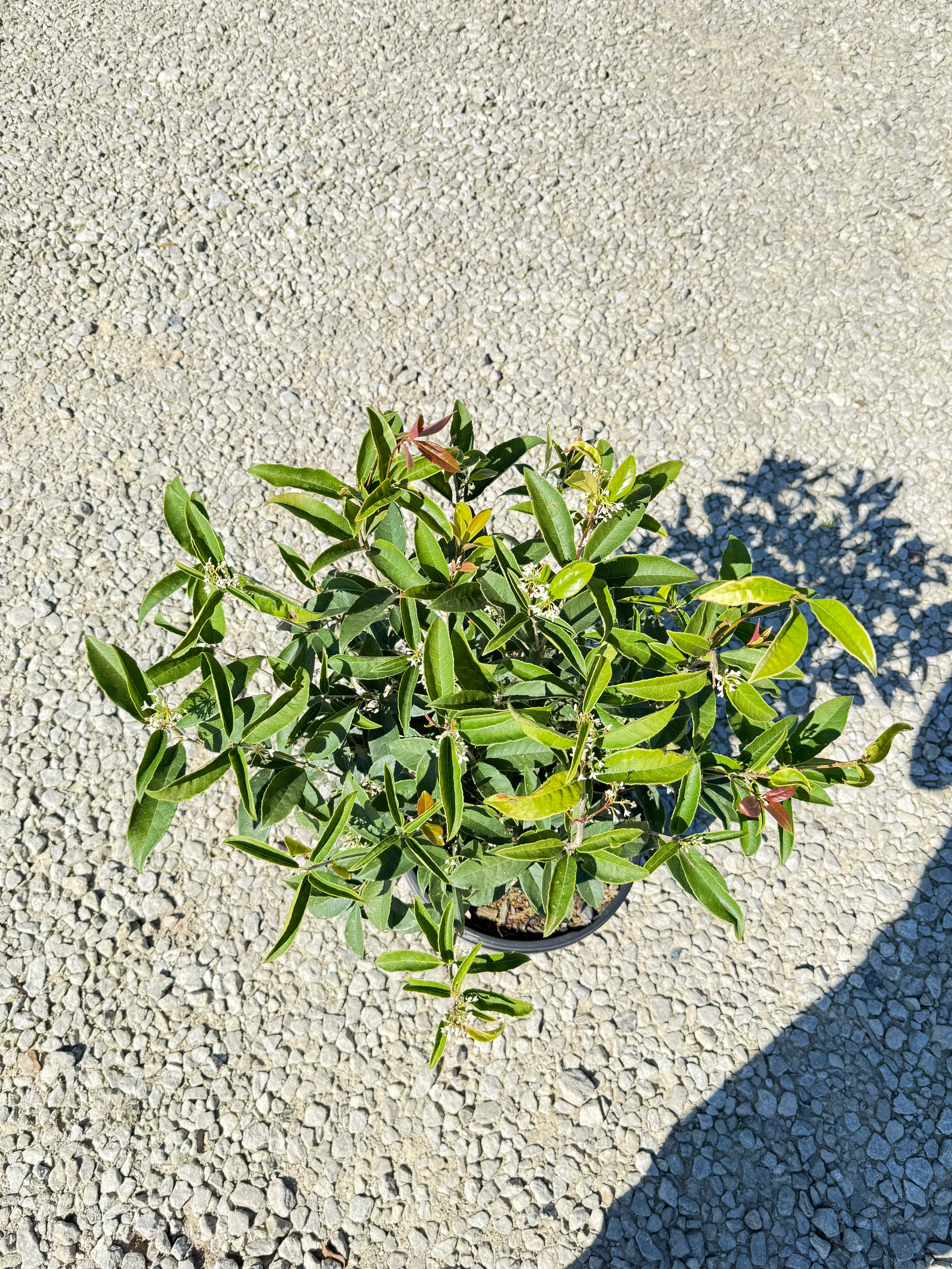 Sweet Olive Plant - Image 8