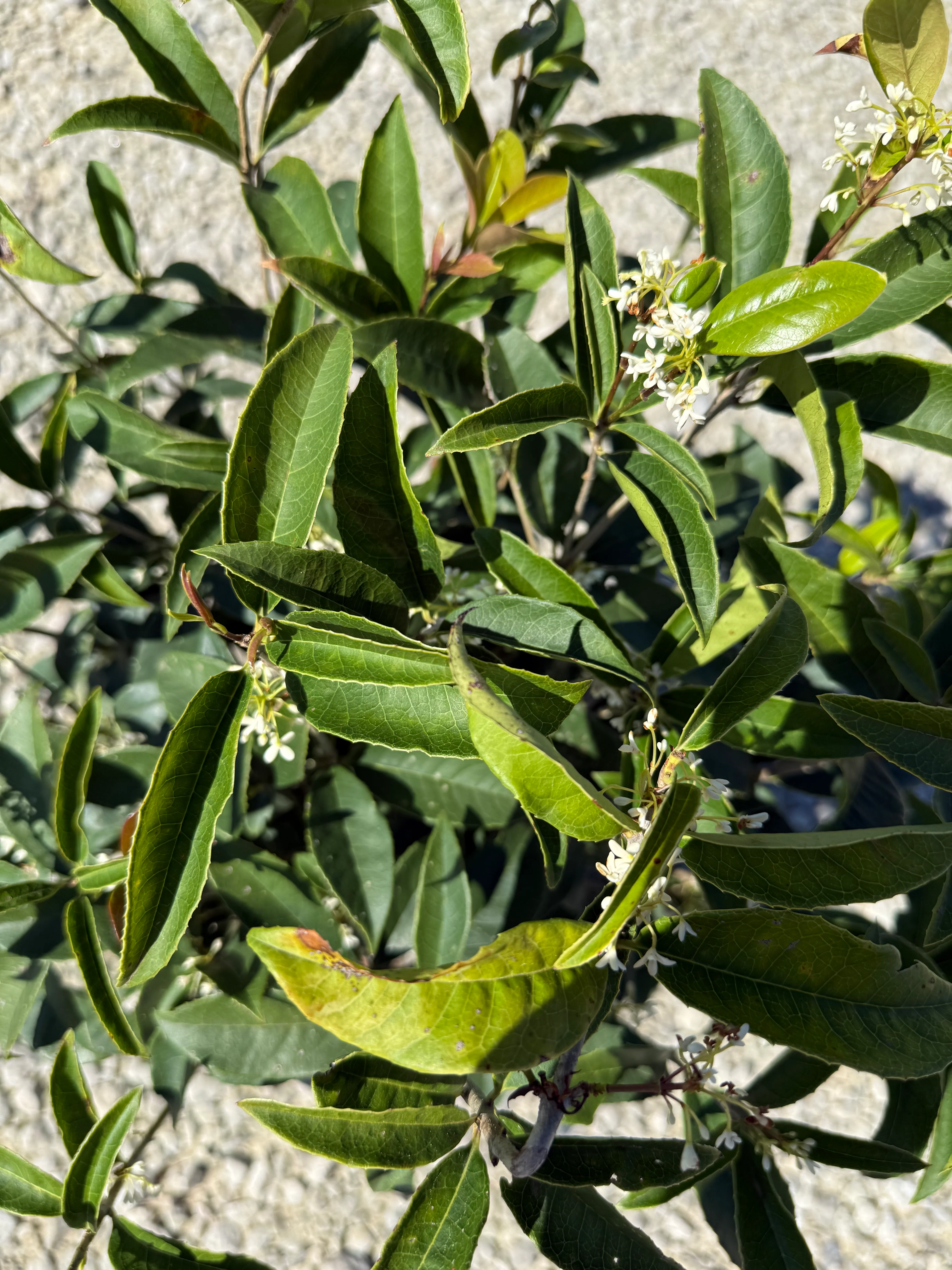 Sweet Olive Plant - Image 9