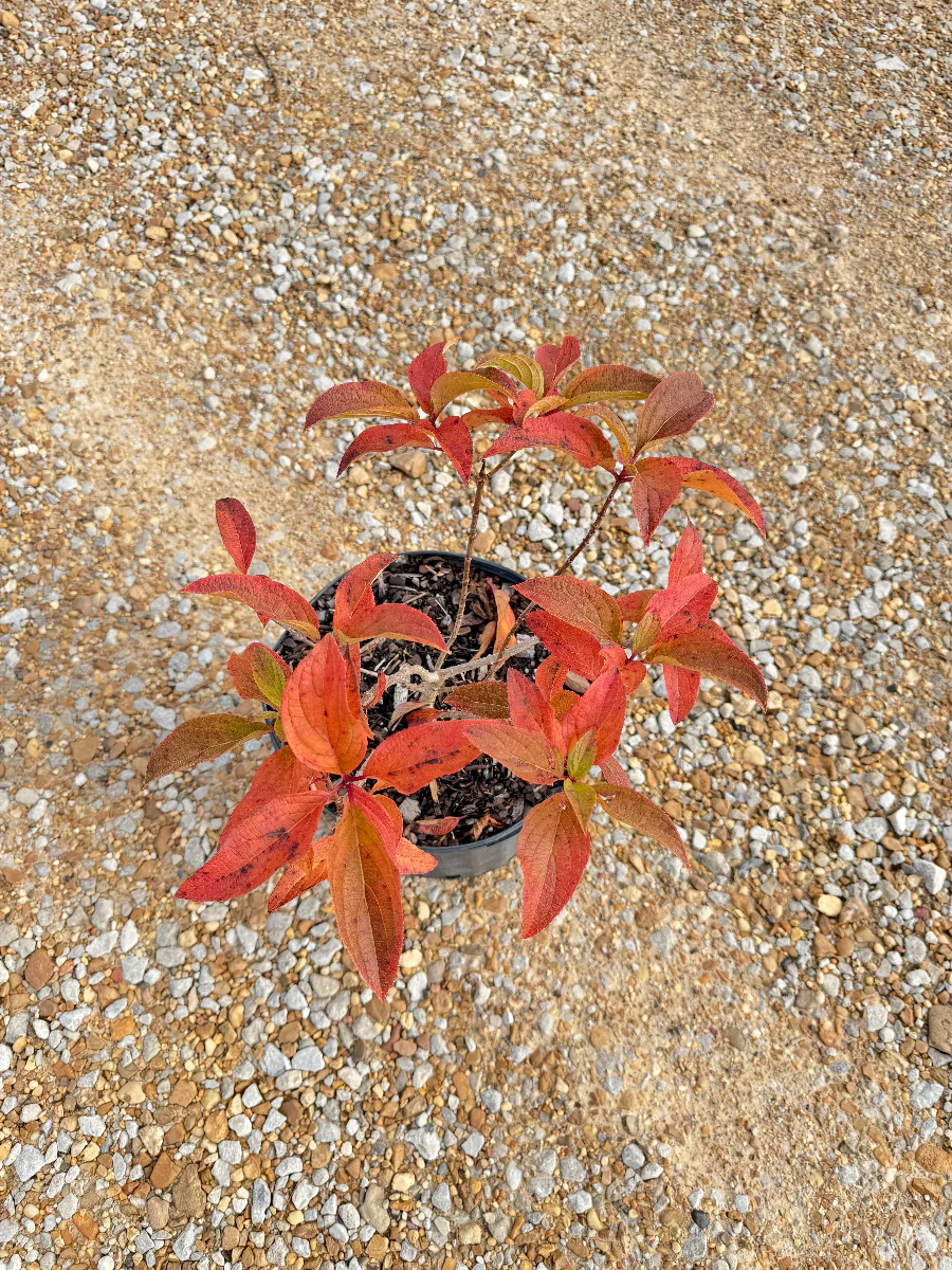Sweet Starlight Hydrangea - Image 2