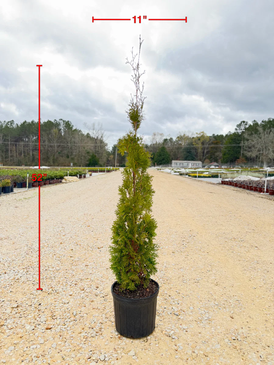 Thin Man Thuja