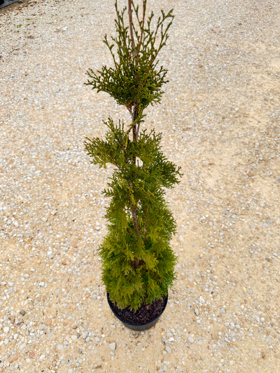 Thin Man Thuja - Image 2