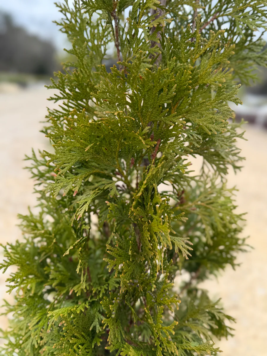 Thin Man Thuja - Image 3