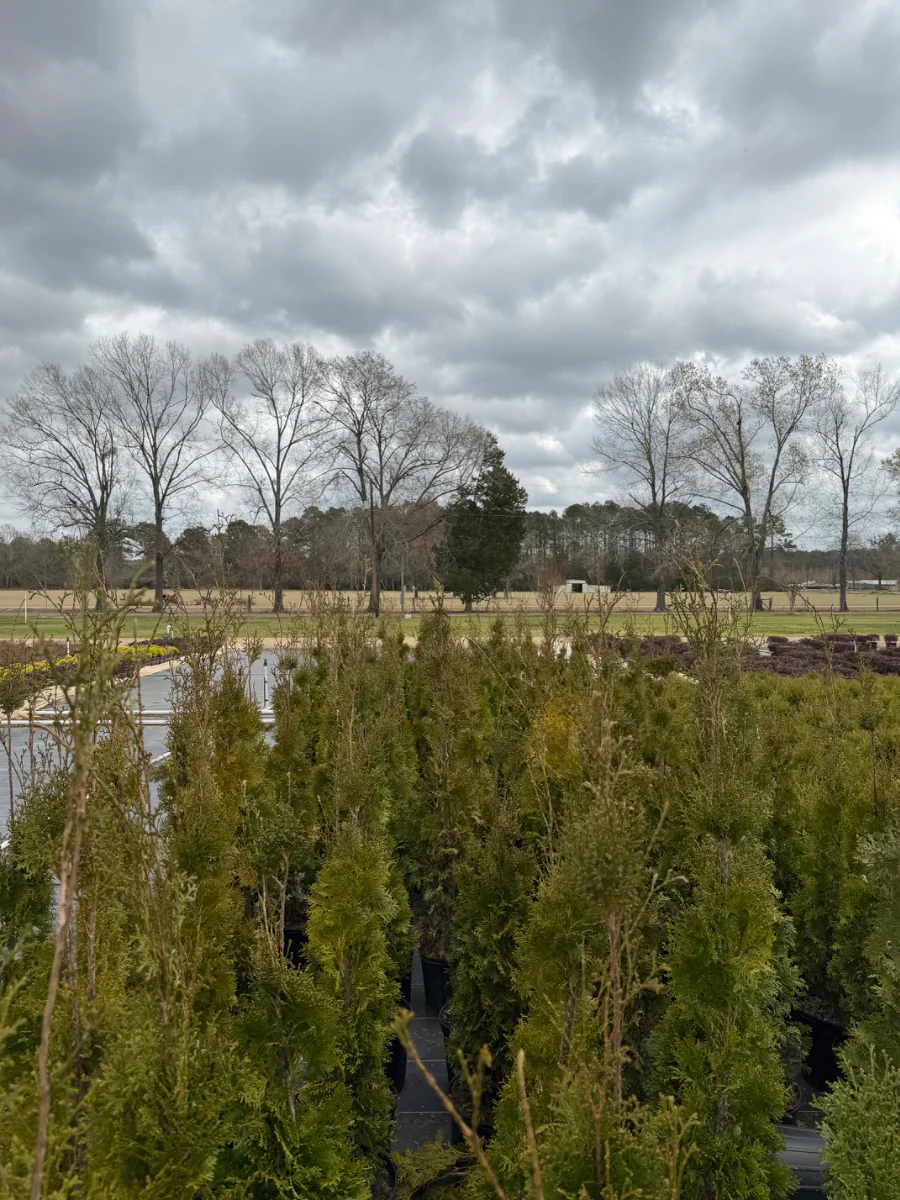 Thin Man Thuja - Image 4