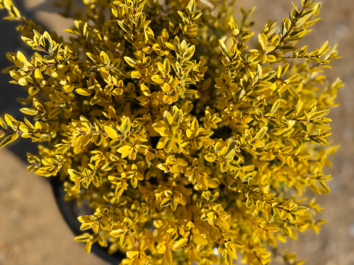 Touch of Gold Holly - Image 3