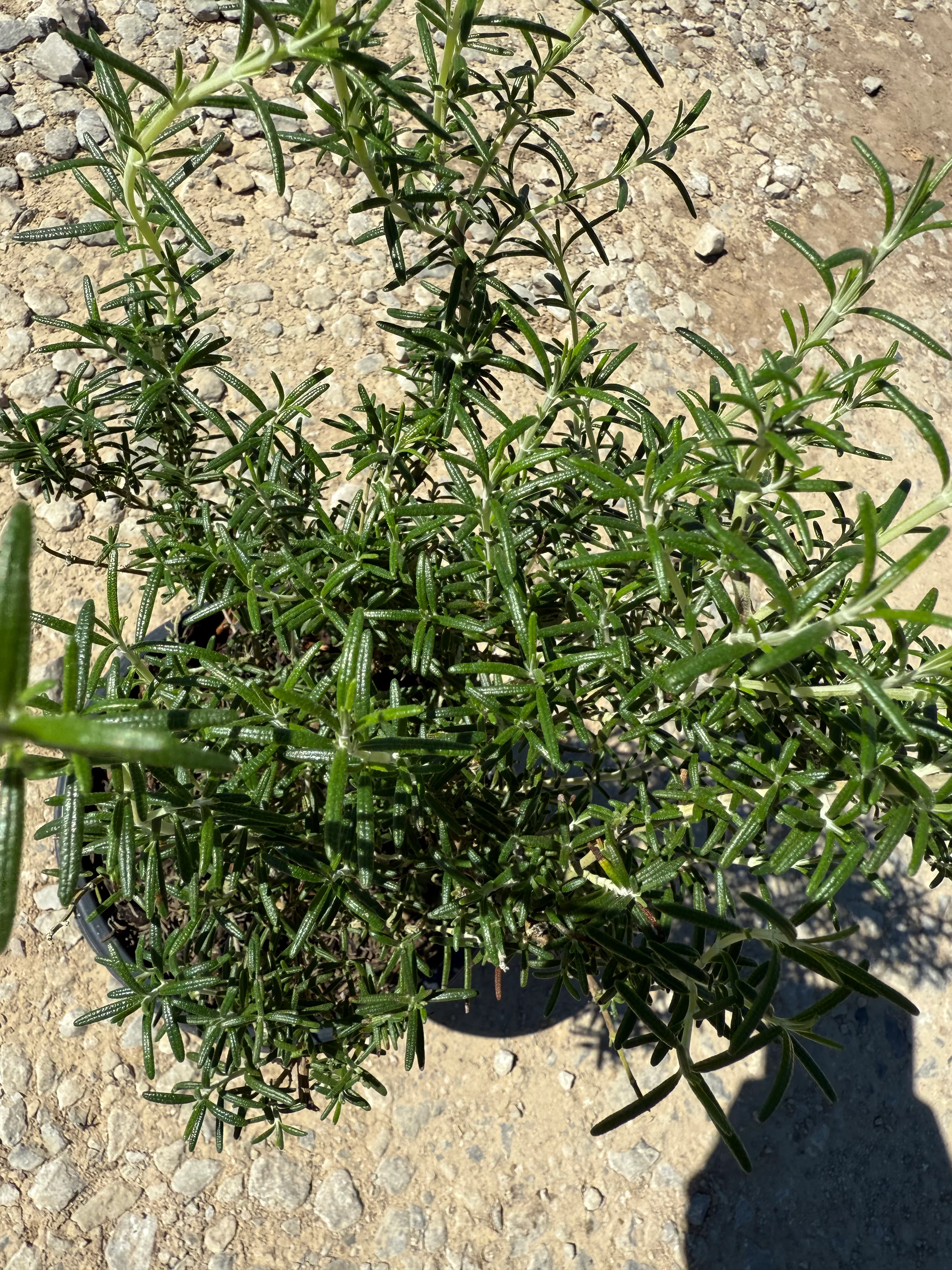 Tuscan Blue Rosemary (Upright) - Image 3