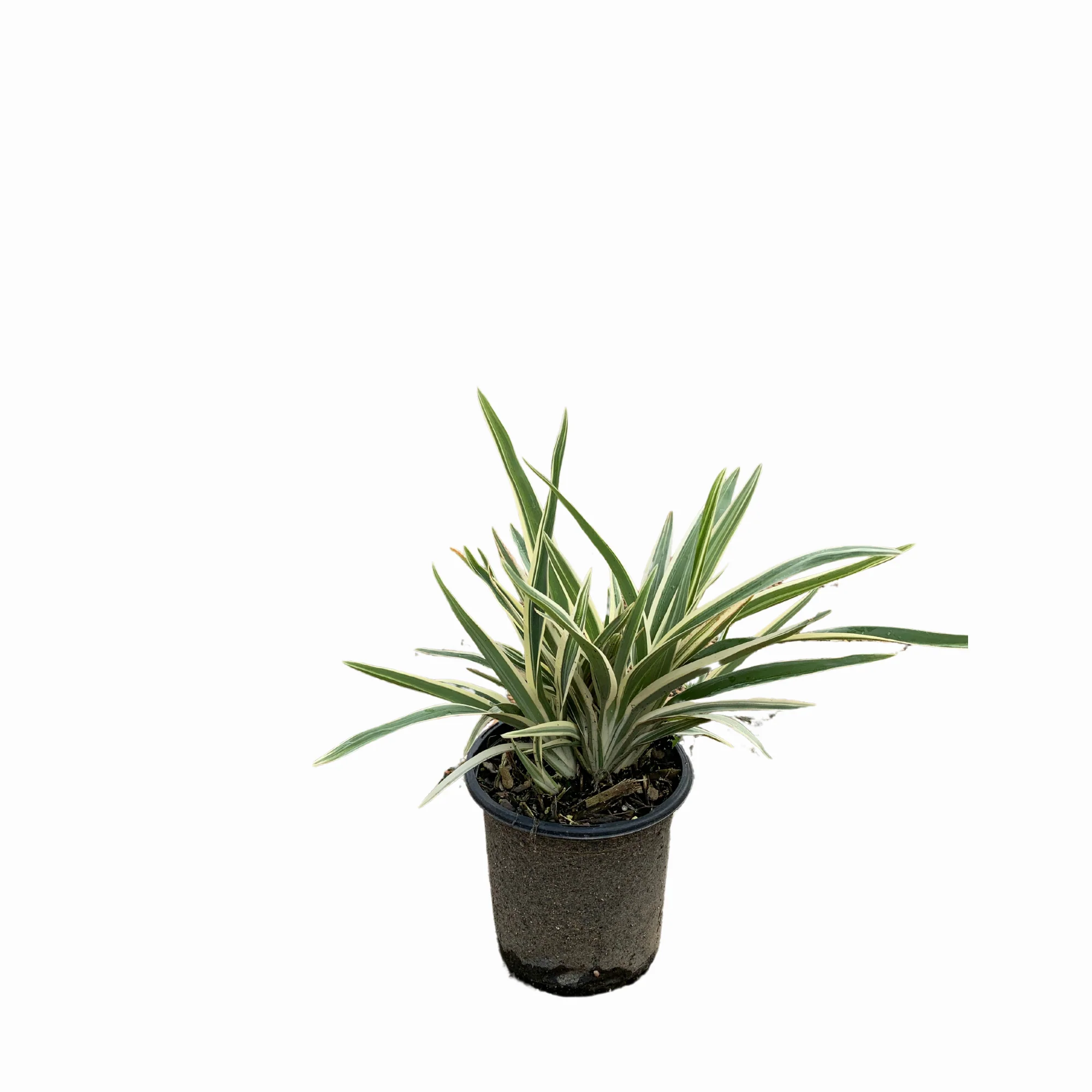 Variegated Dianella - Image 3