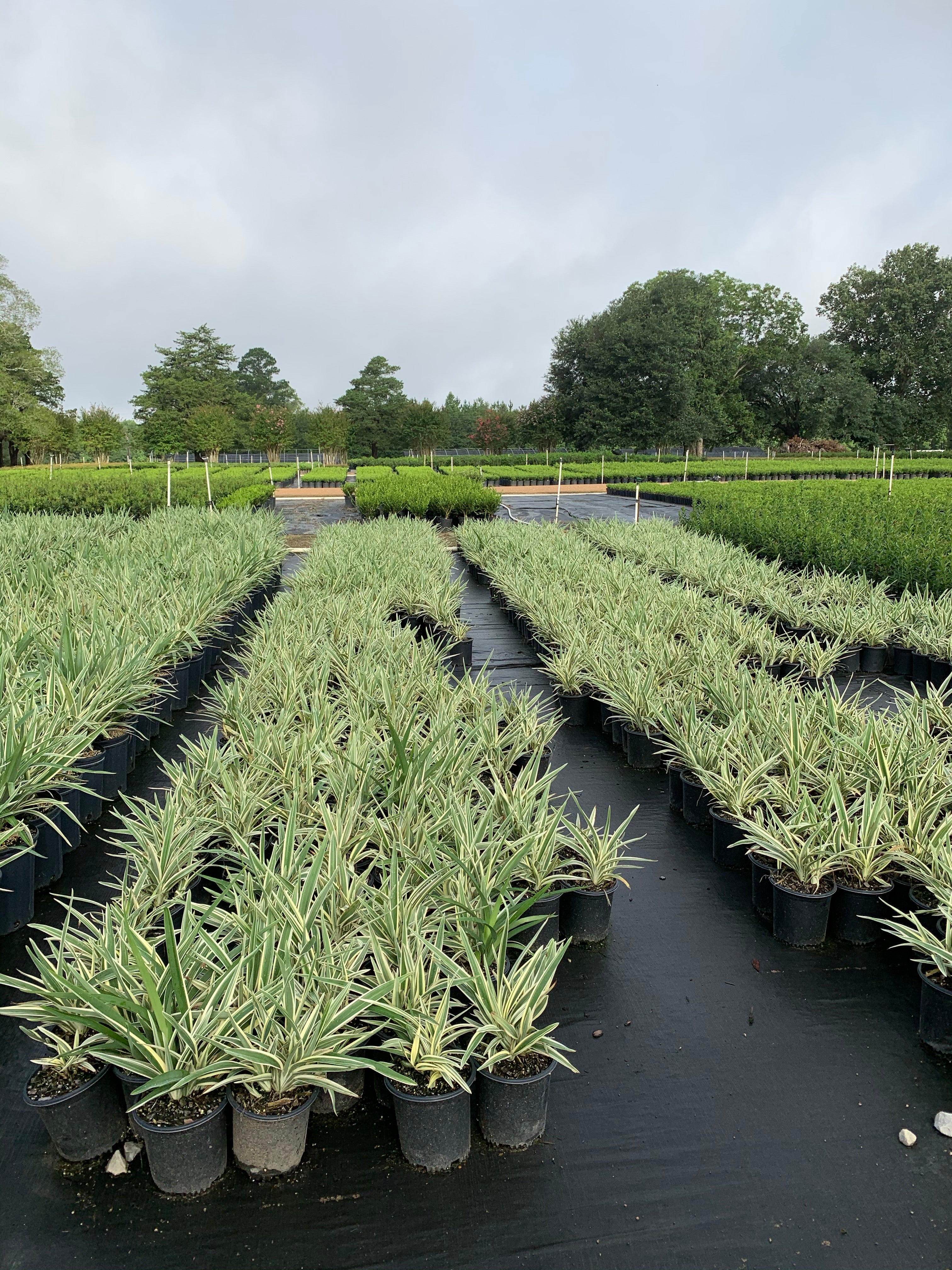 Variegated Dianella - Image 4