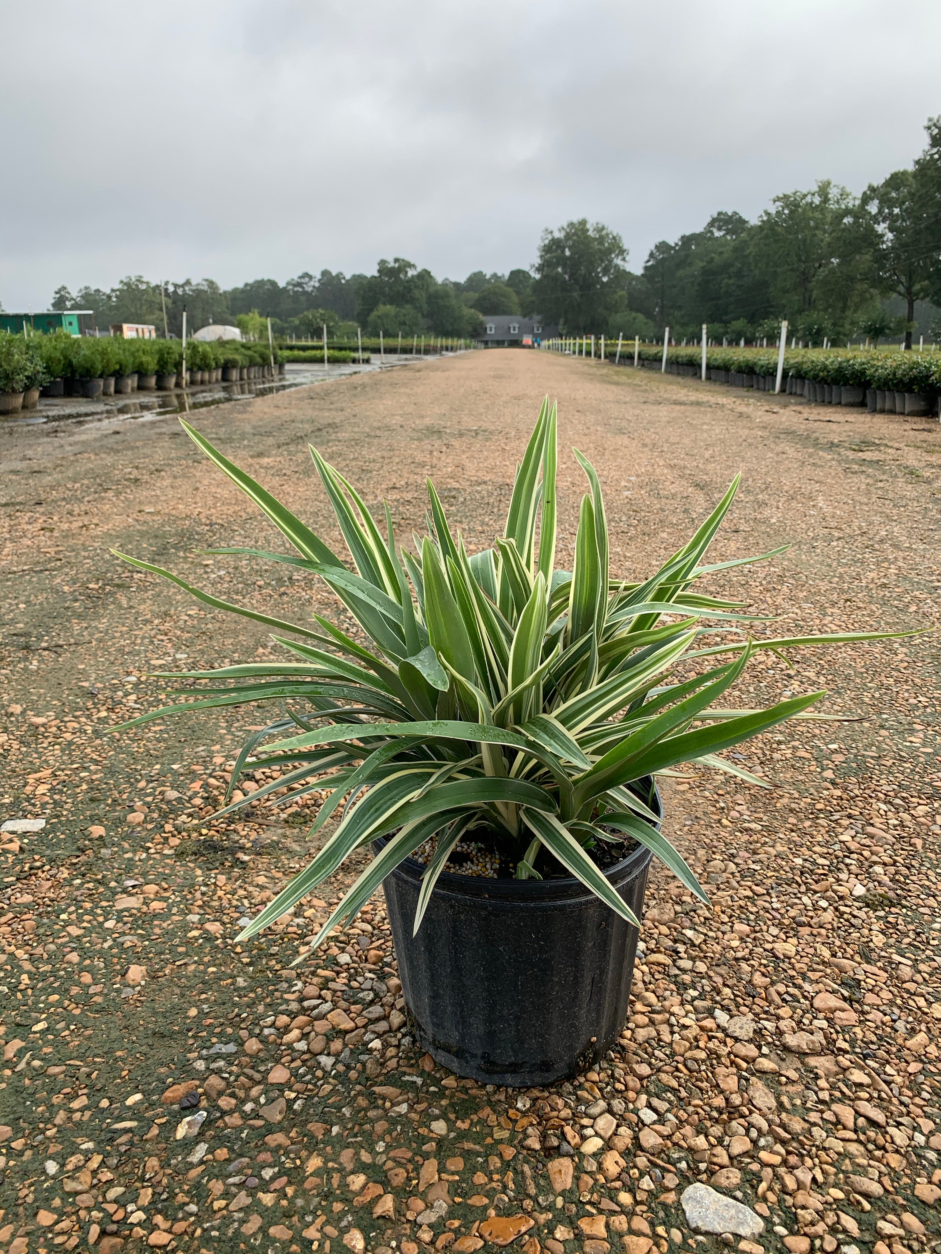 Variegated Dianella - Image 5