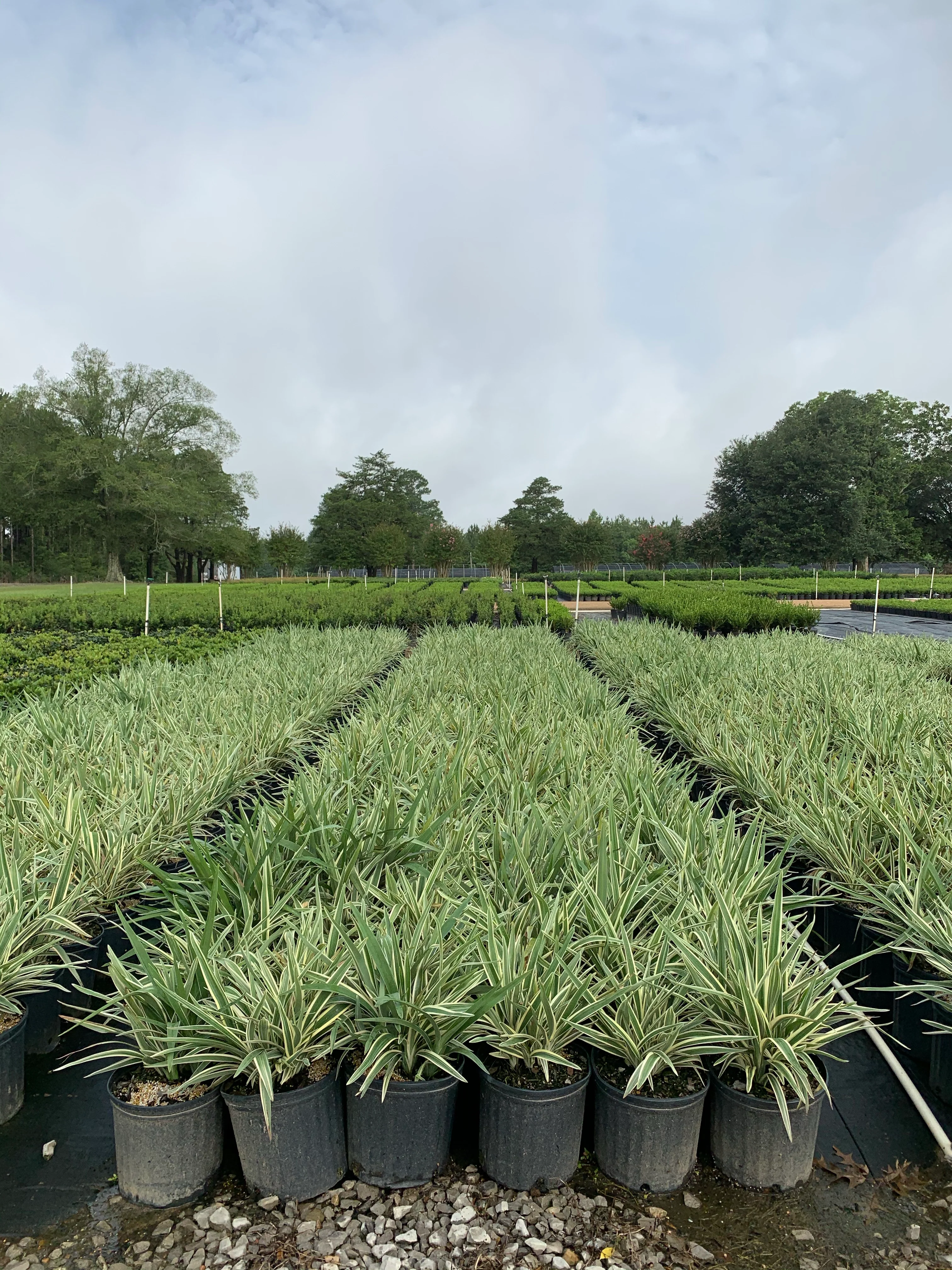 Variegated Dianella - Image 6