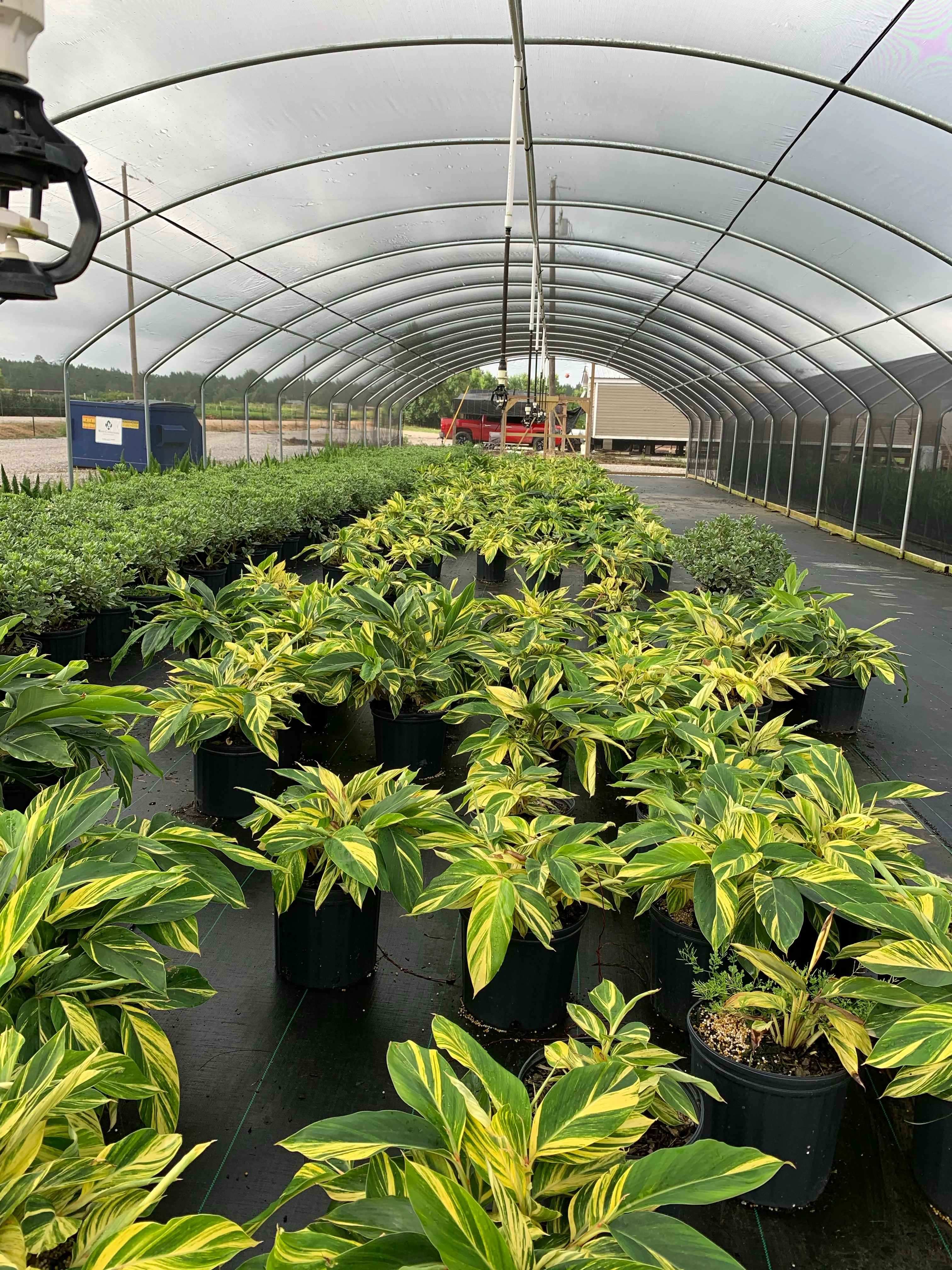 Variegated Ginger - Image 3