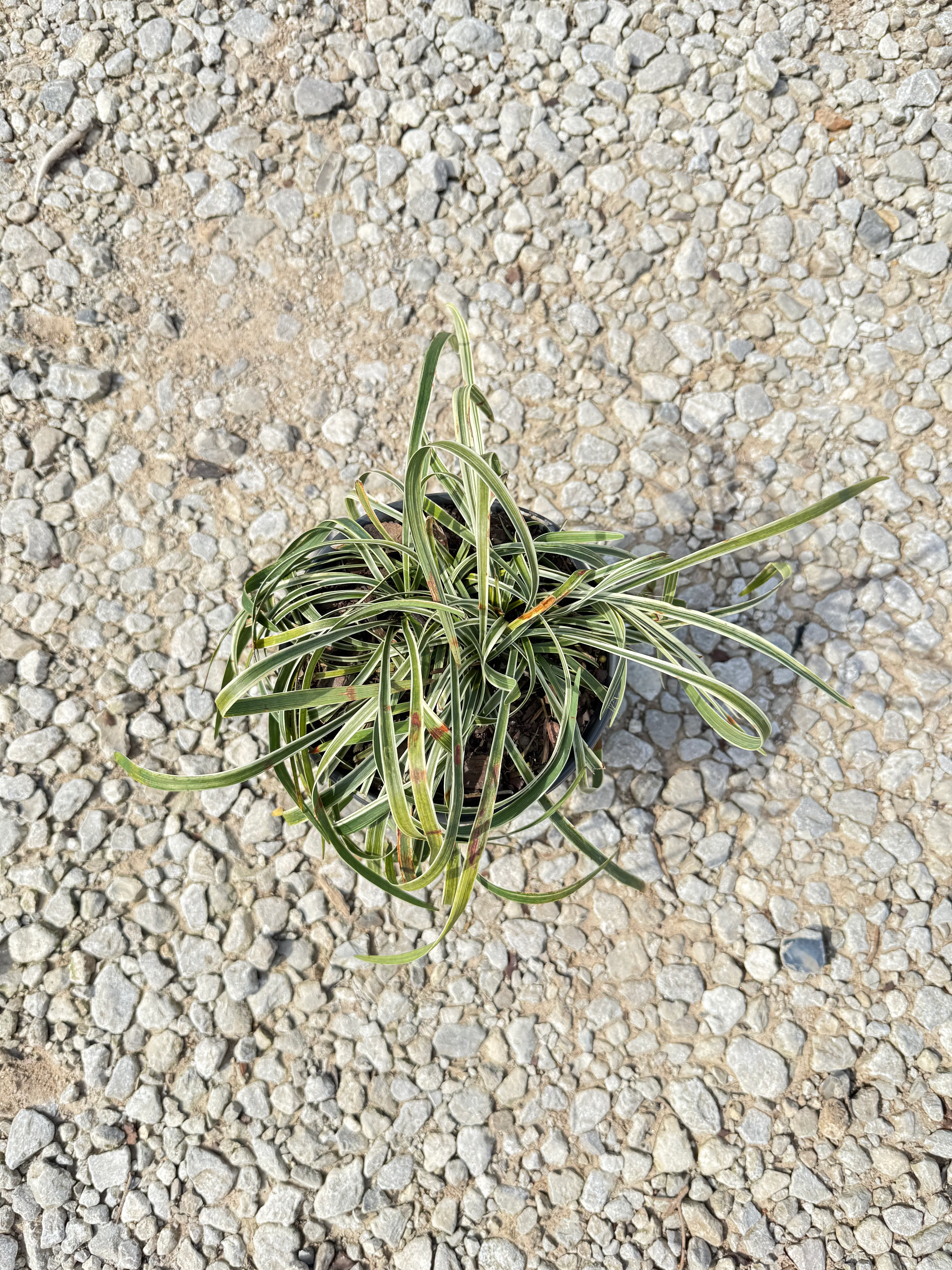 Variegated Liriope - Image 2