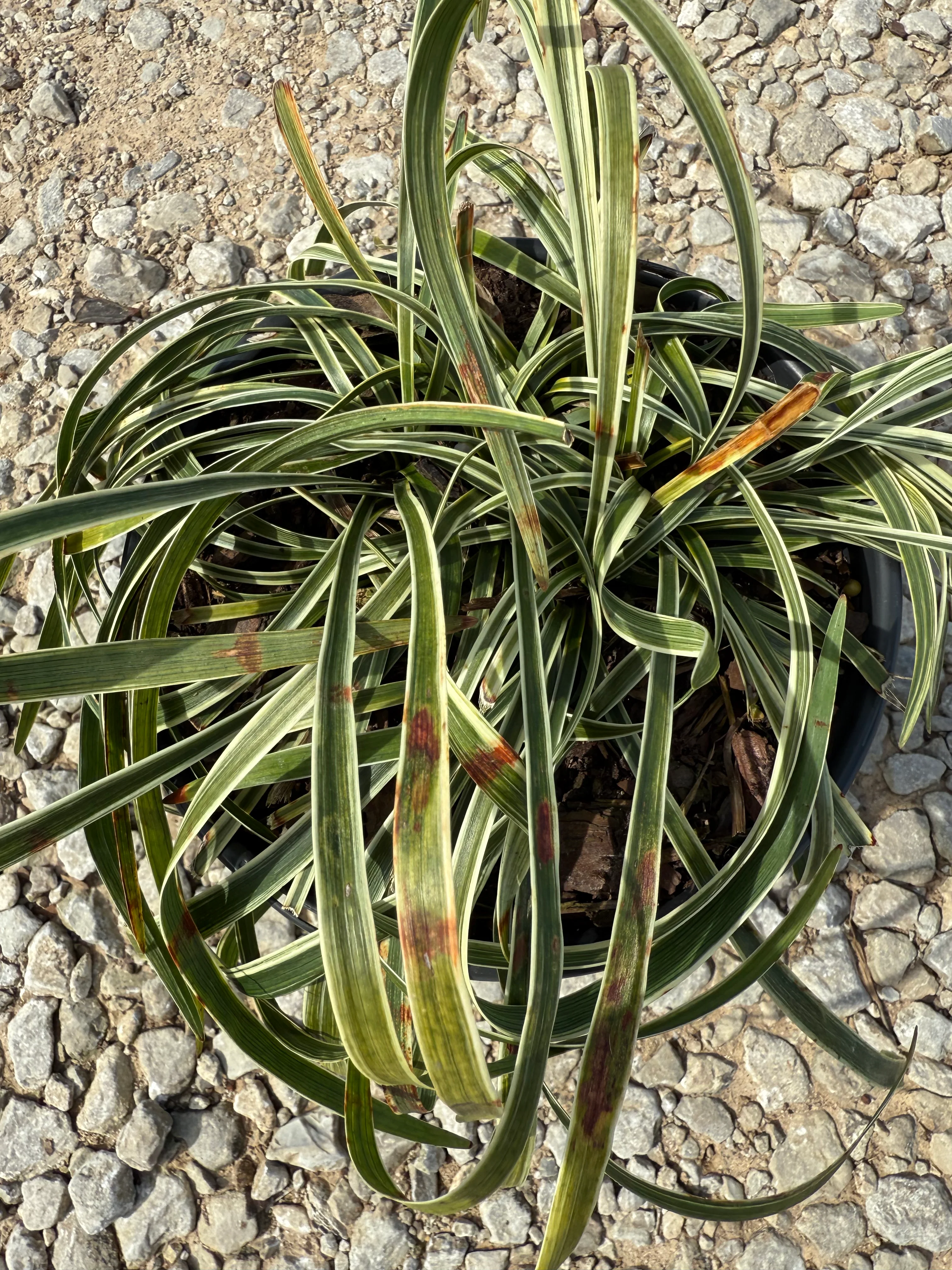 Variegated Liriope - Image 3