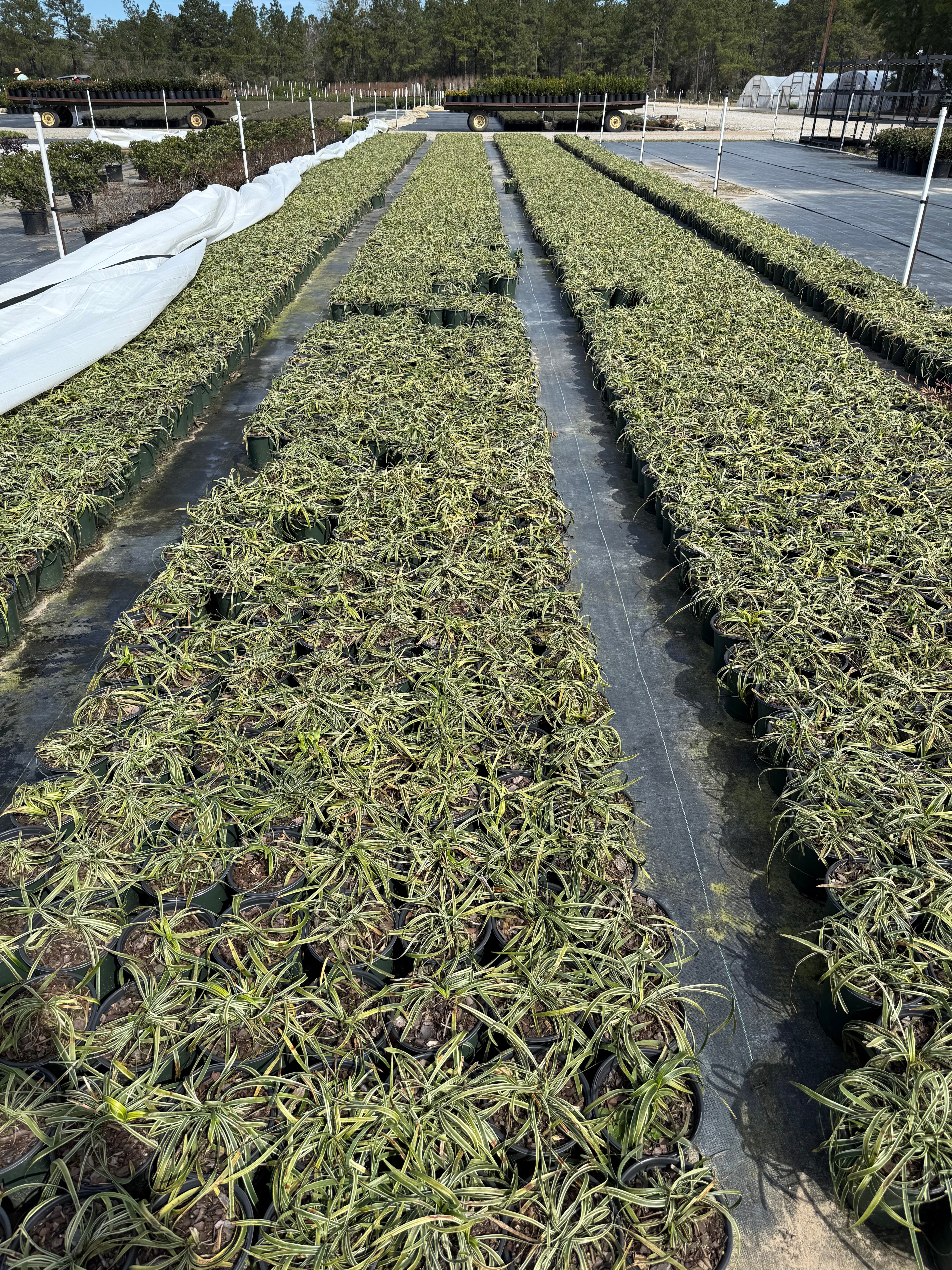 Variegated Liriope - Image 4