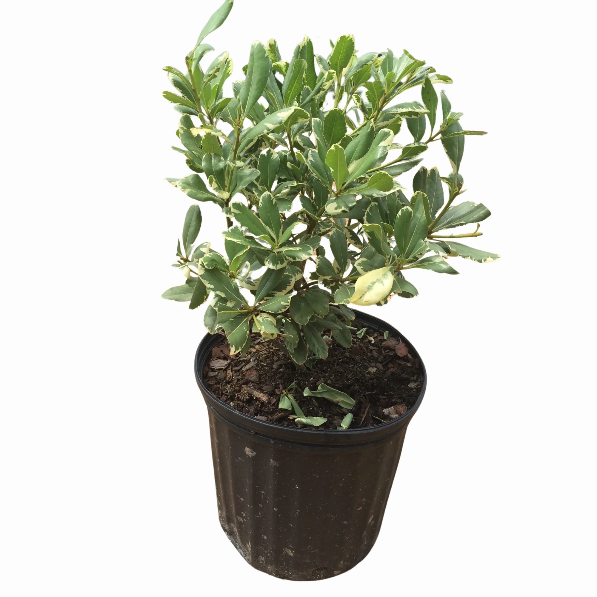Variegated Pittosporum - Image 3