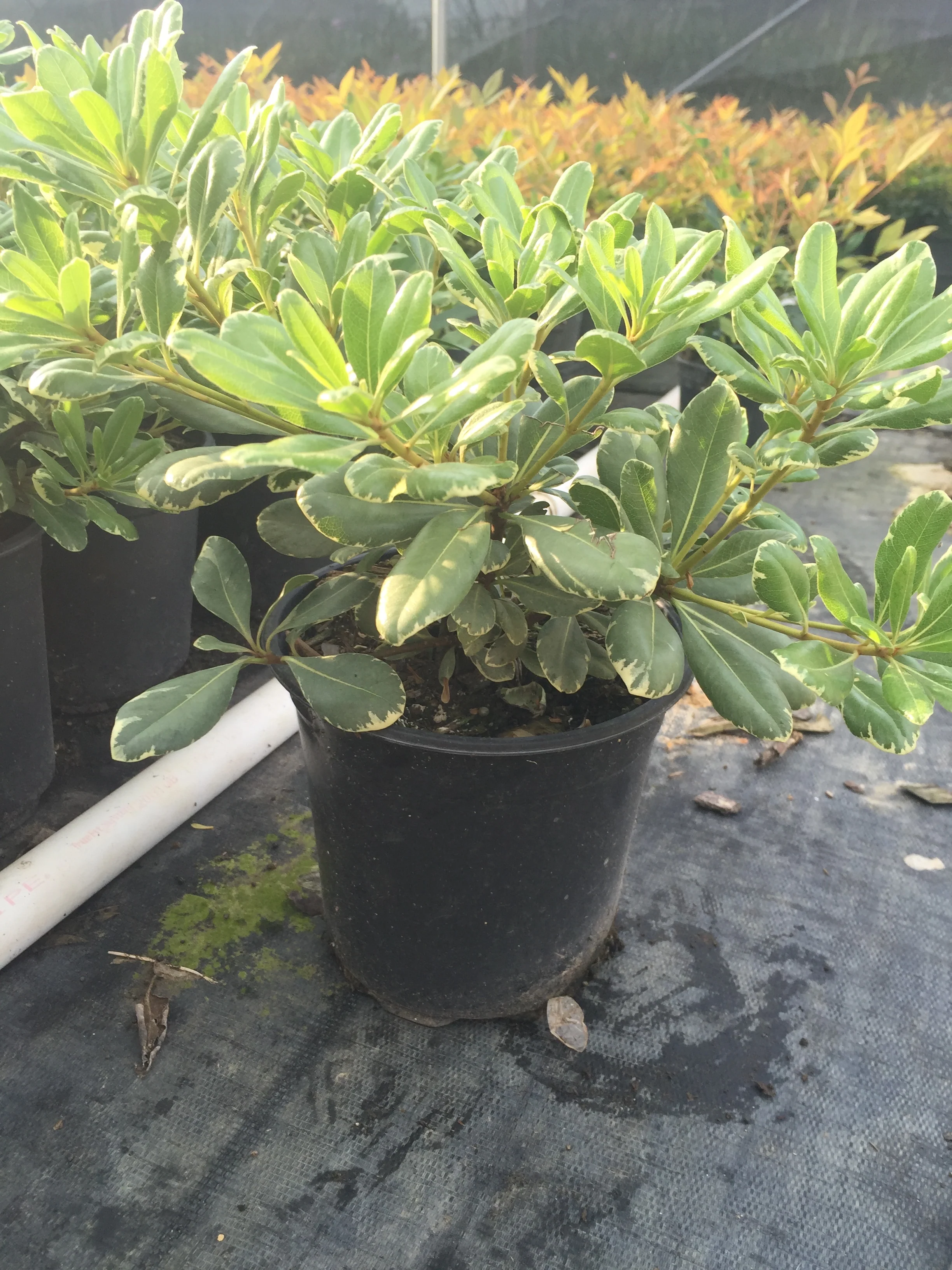 Variegated Pittosporum - Image 4