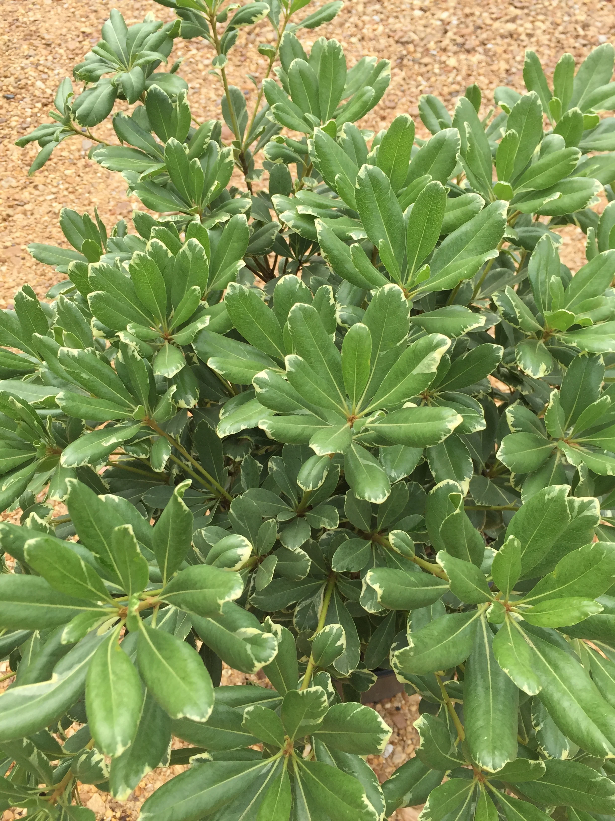 Variegated Pittosporum - Image 5
