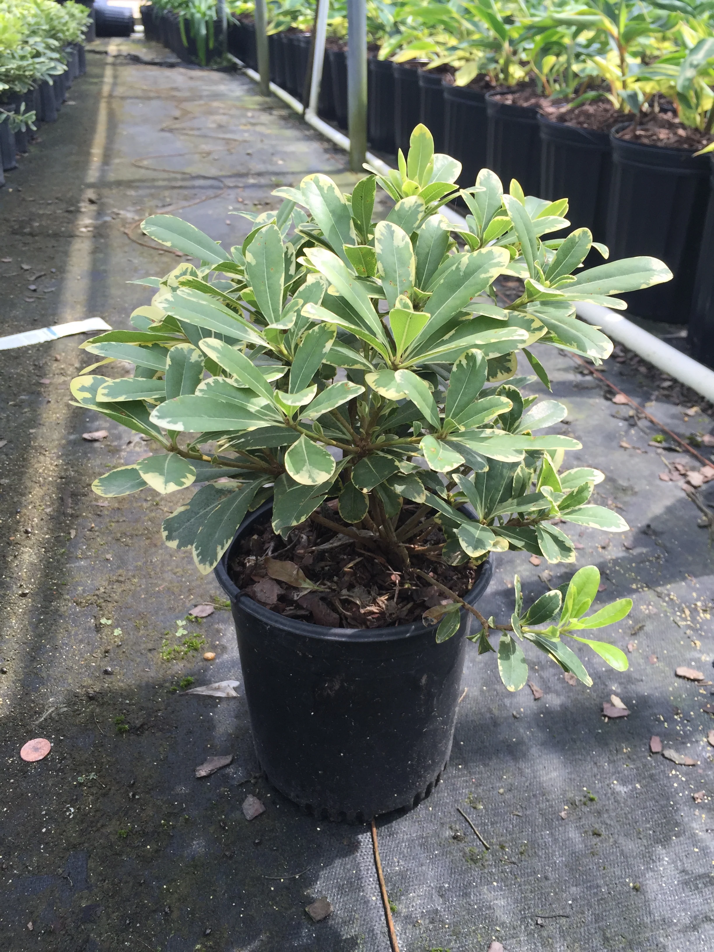 Variegated Pittosporum - Image 6
