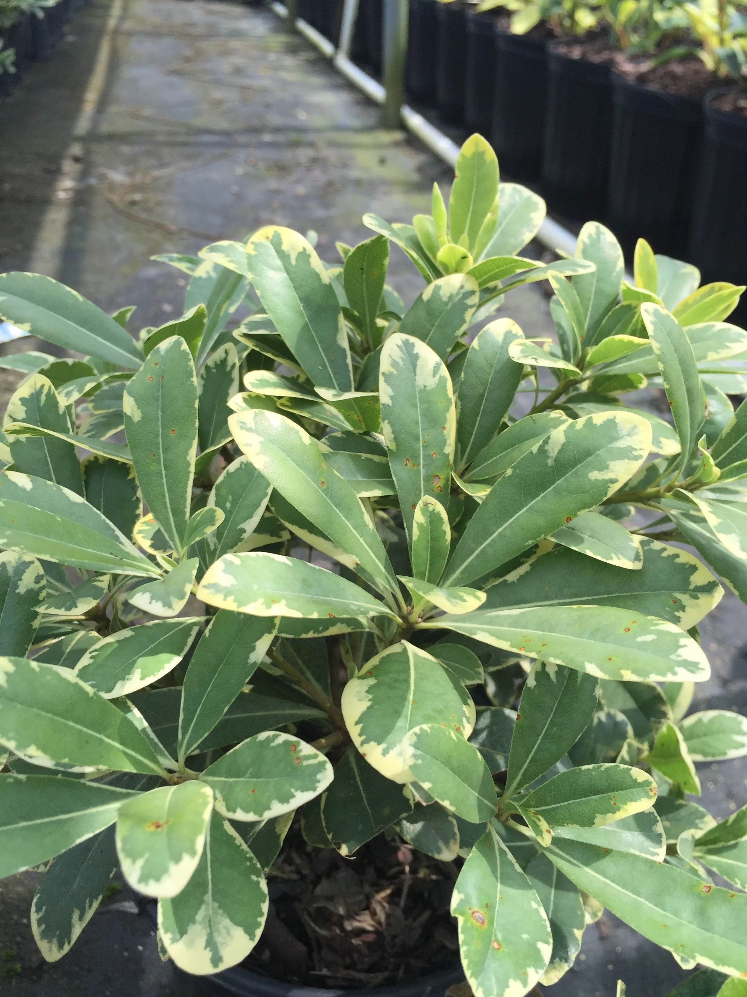 Variegated Pittosporum - Image 7