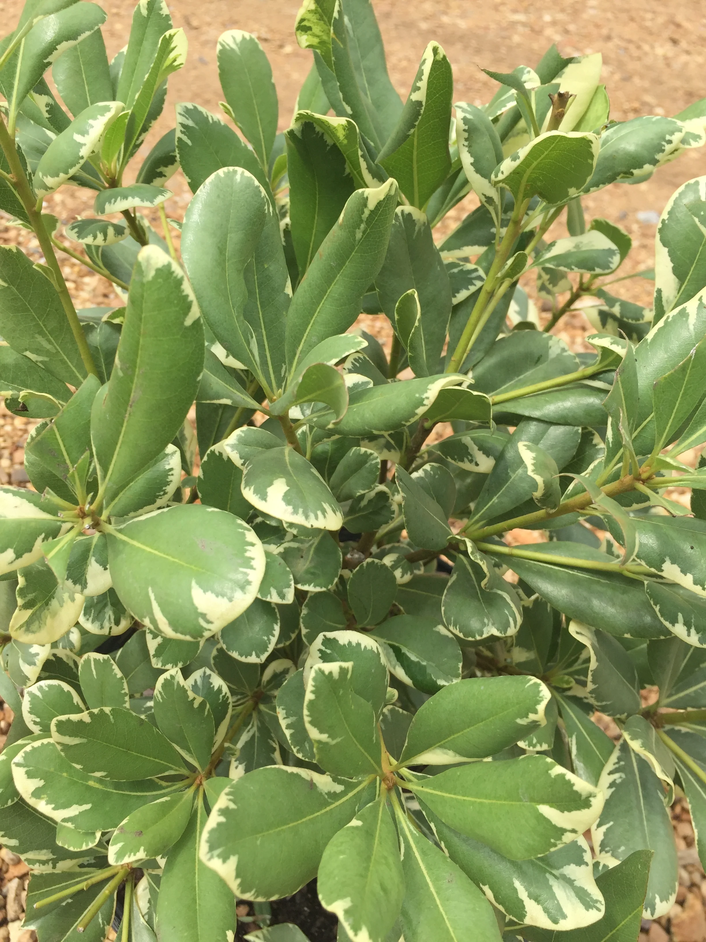 Variegated Pittosporum - Image 8