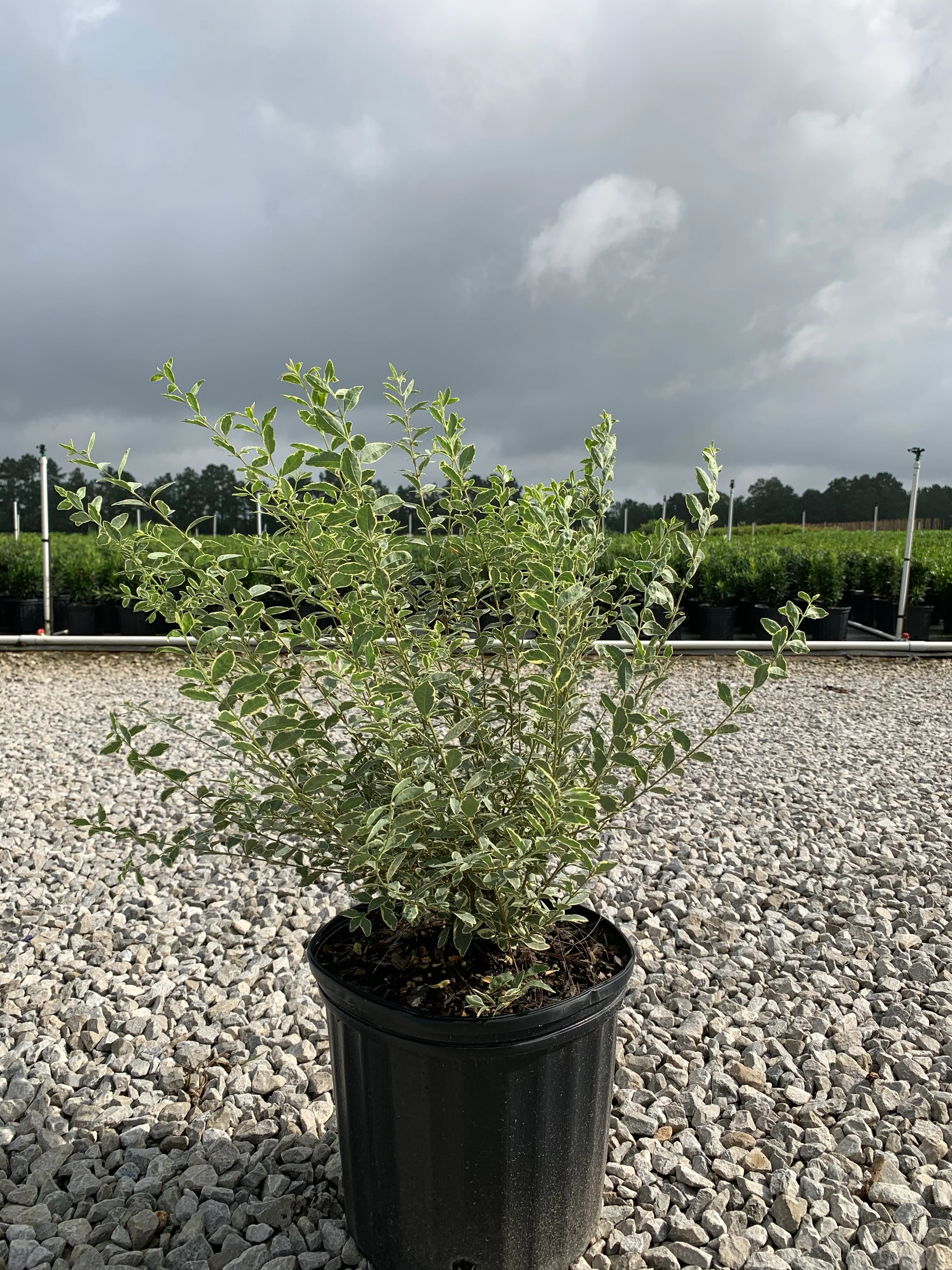 Variegated Privet