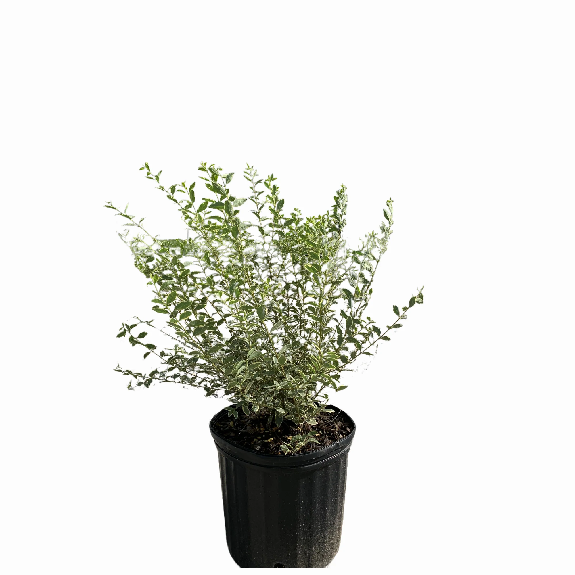Variegated Privet - Image 2