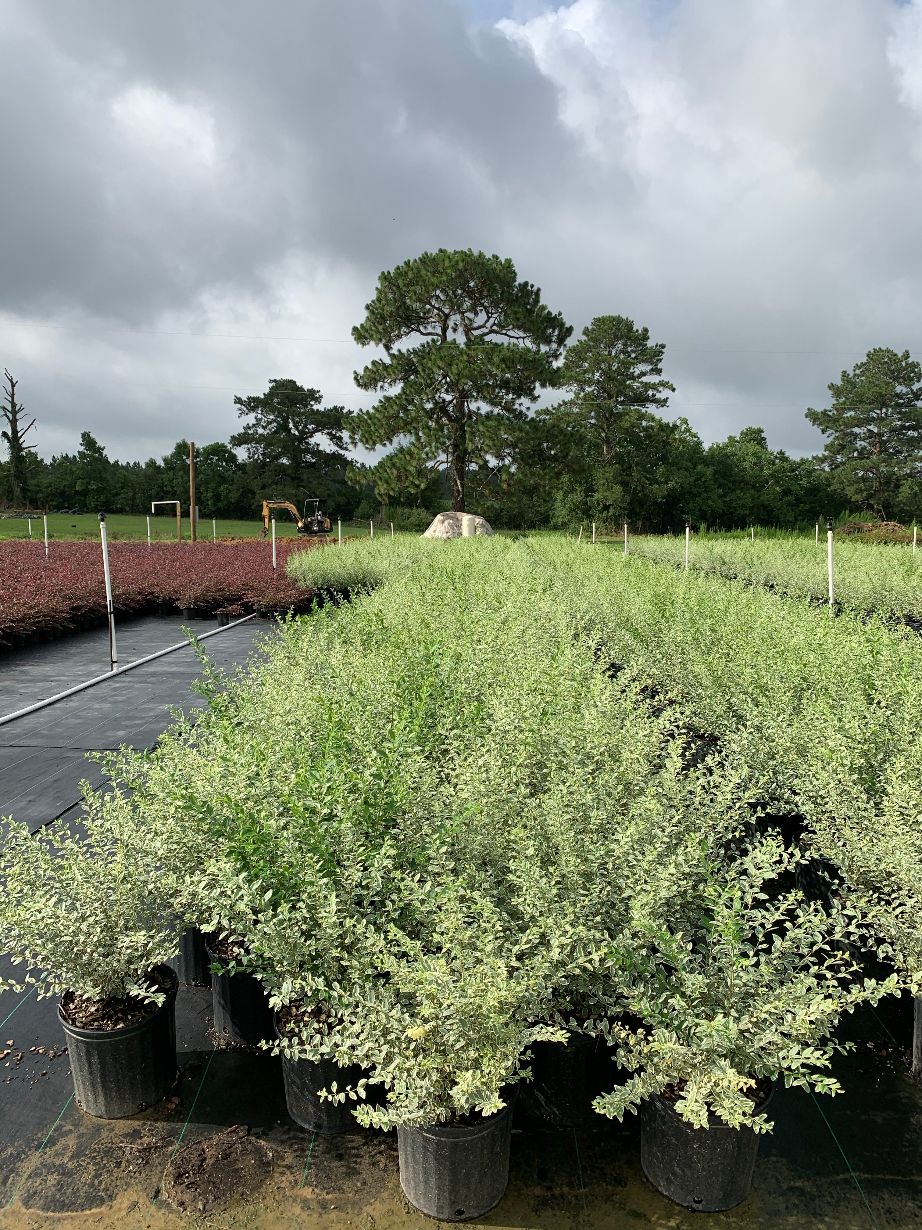 Variegated Privet - Image 3
