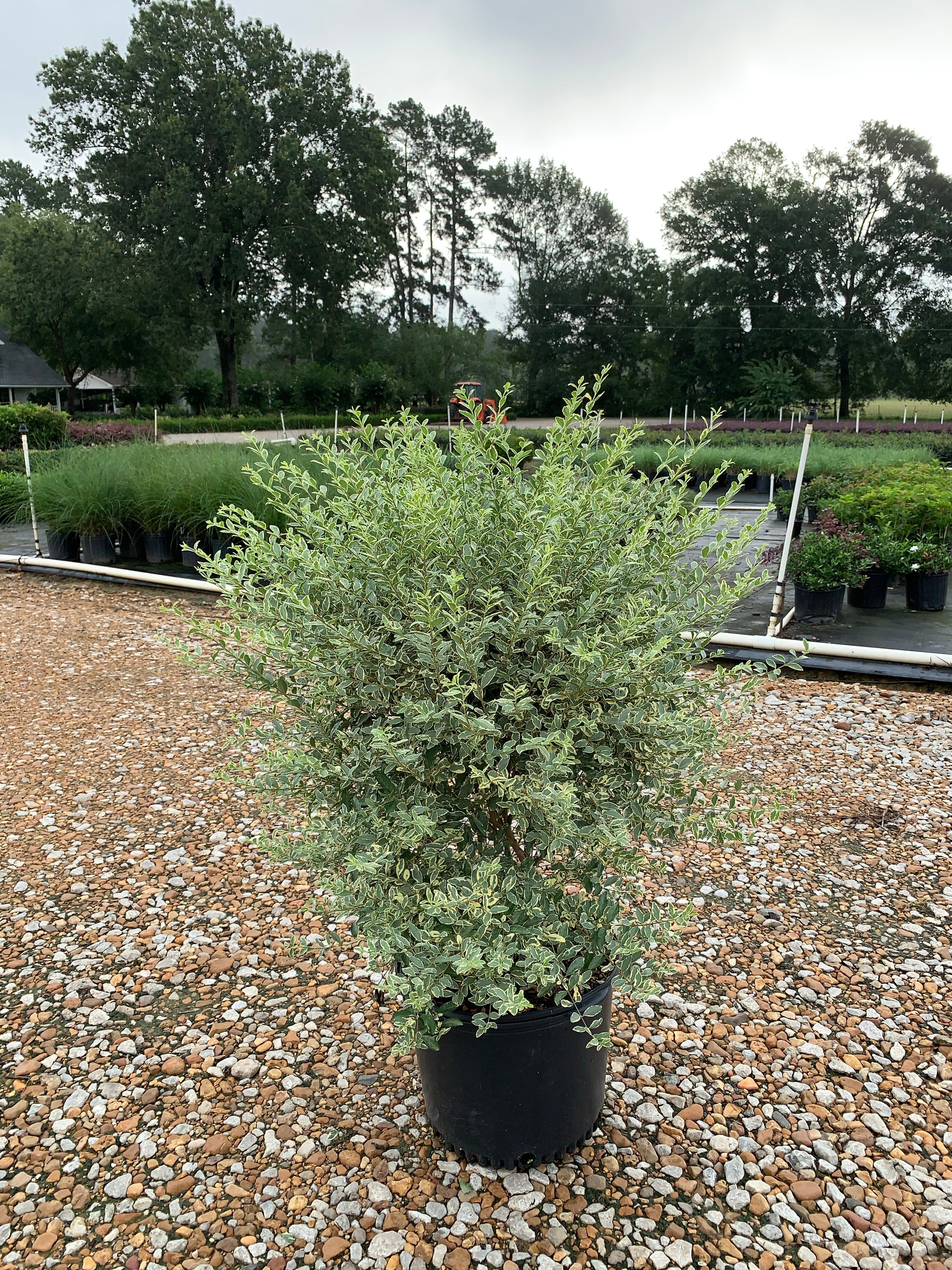 Variegated Privet - Image 4