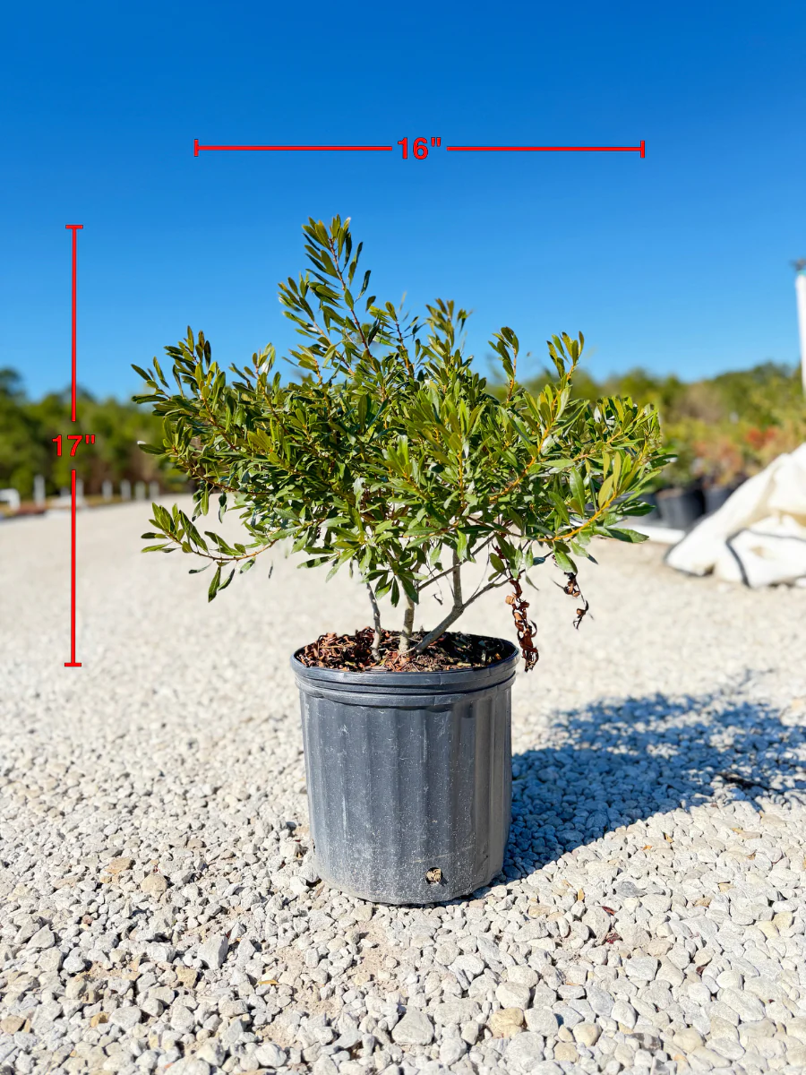 Wax Myrtle